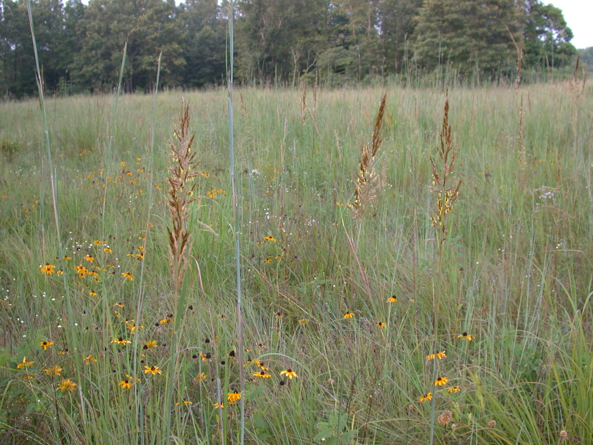 Native Grasses Mixed