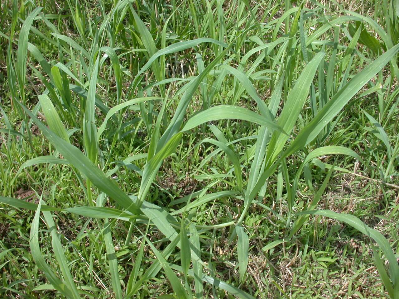 Johnsongrass Johnsongrass