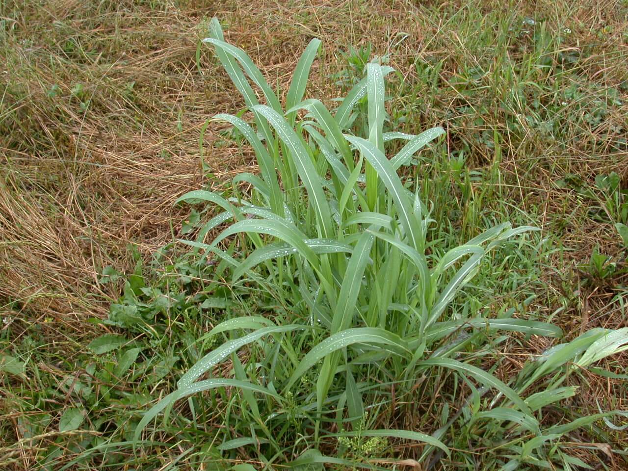 Johnsongrass Clump