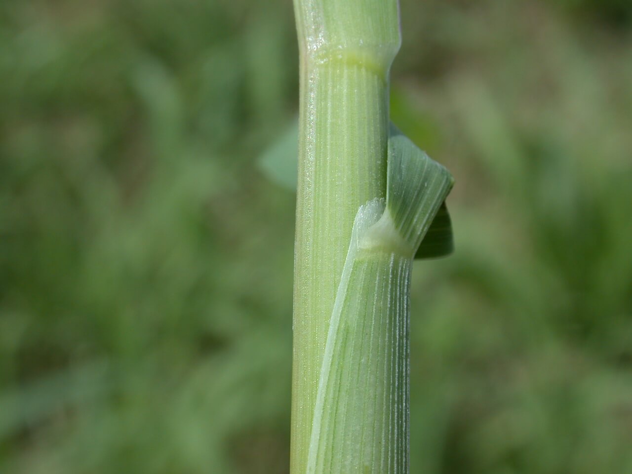 Johnsongrass Leaf Sheath Johnsongrass Leaf Sheath