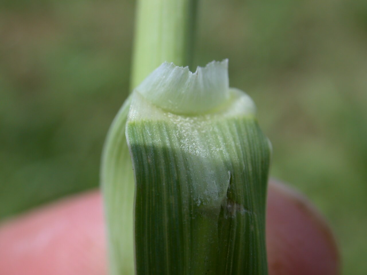 Johnsongrass Ligule Johnsongrass Ligule