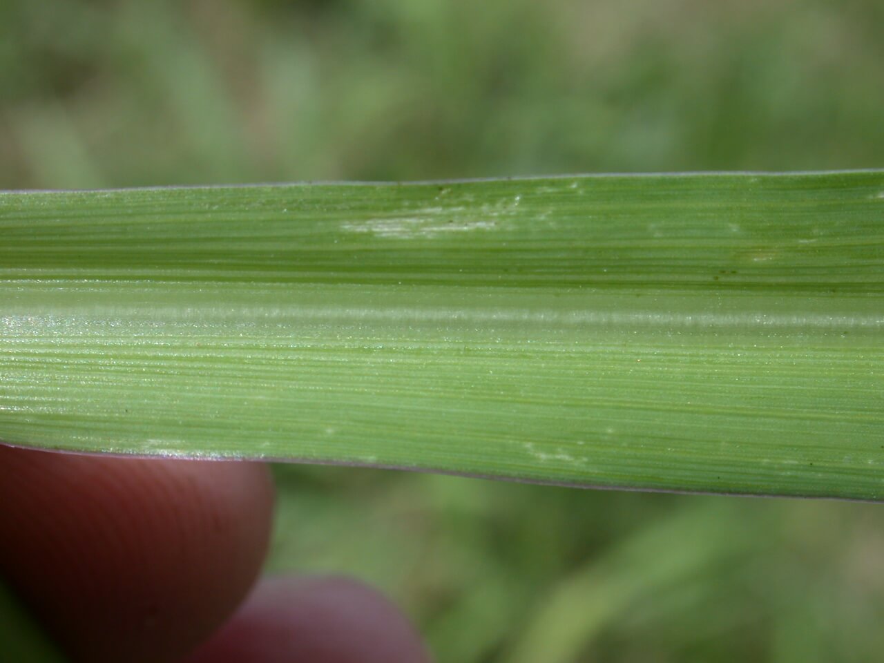 Johnsongrass Midrib Johnsongrass Midrib