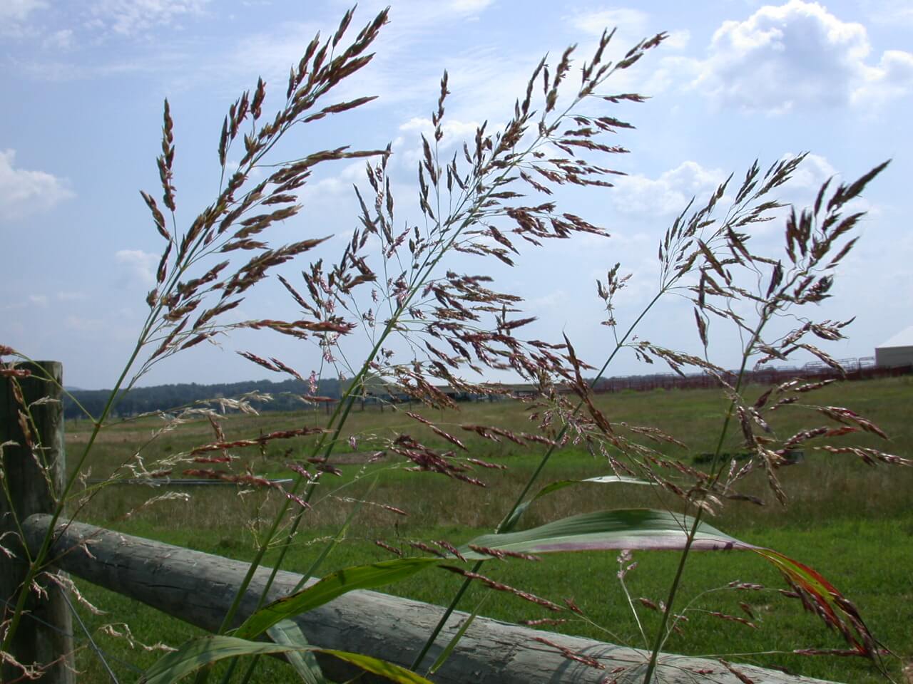 Johnsongrass Seedheads