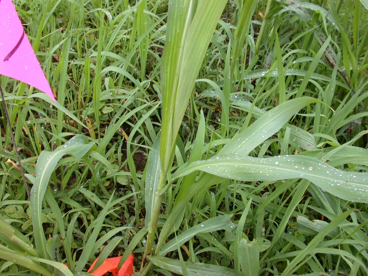 Johnsongrass Seedling