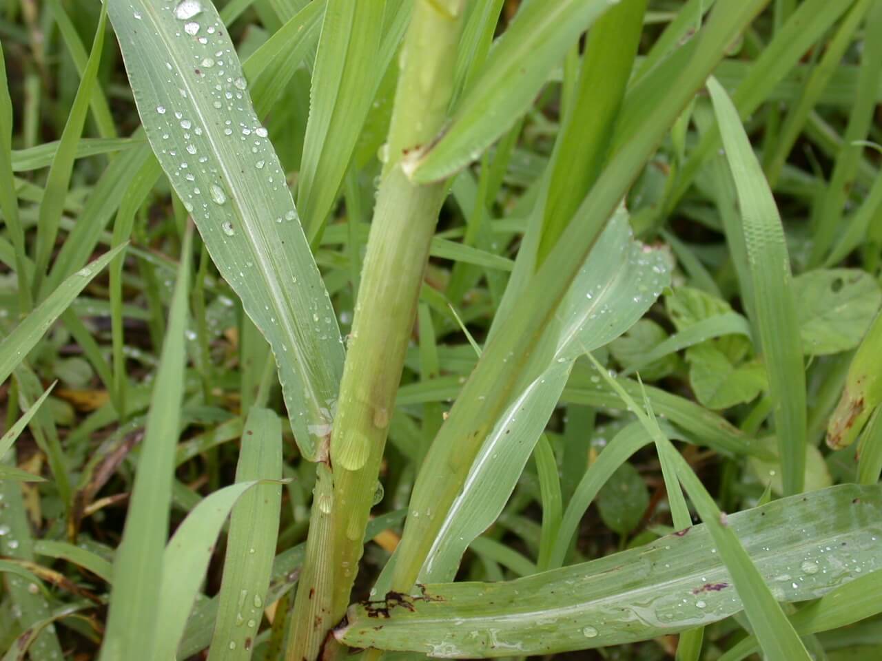 Johnsongrass Stem Johnsongrass Stem
