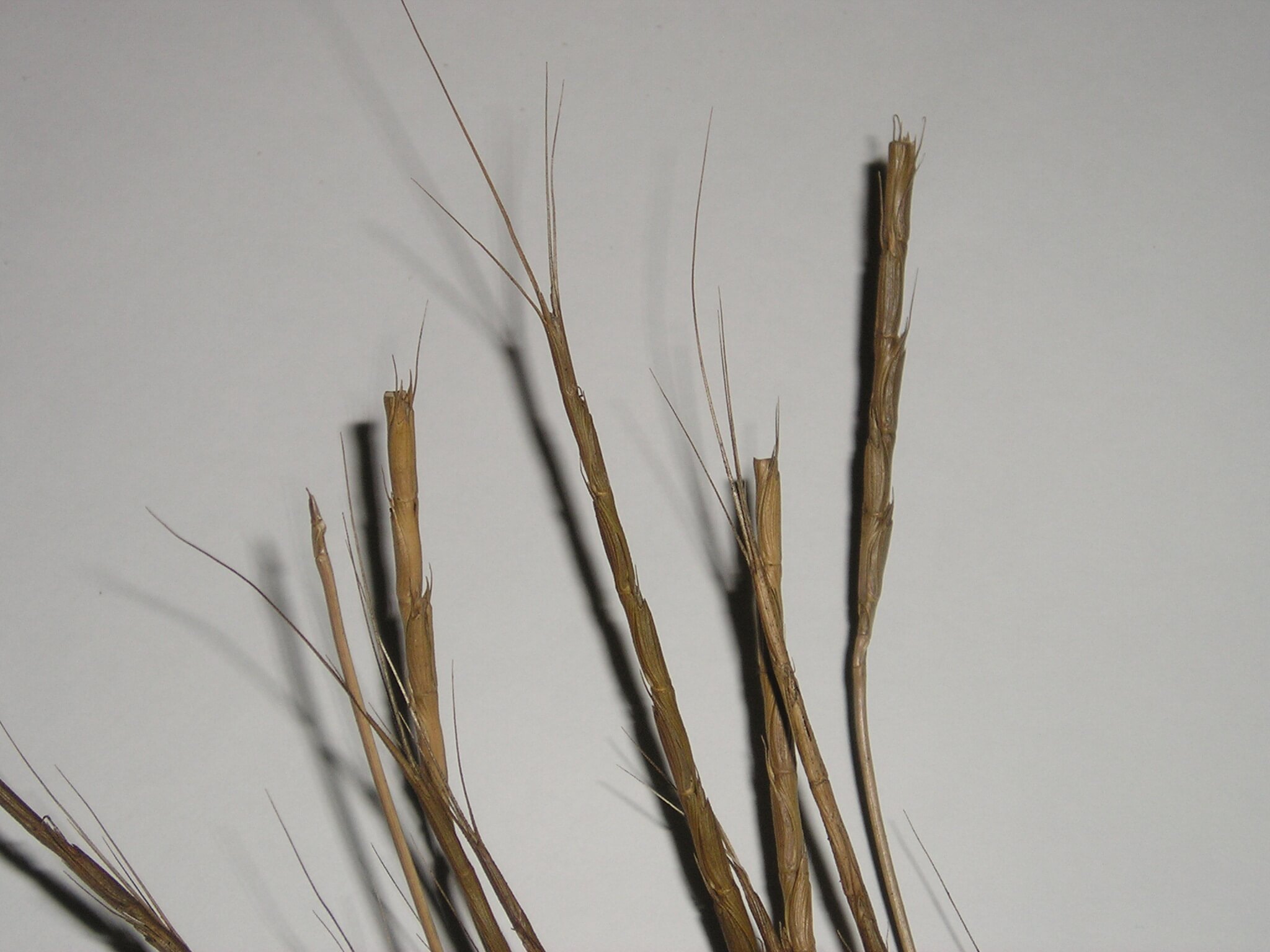 Jointed Goatgrass