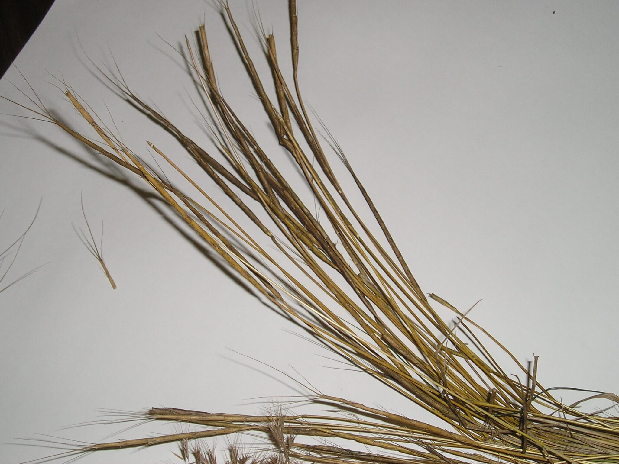 Jointed Goatgrass