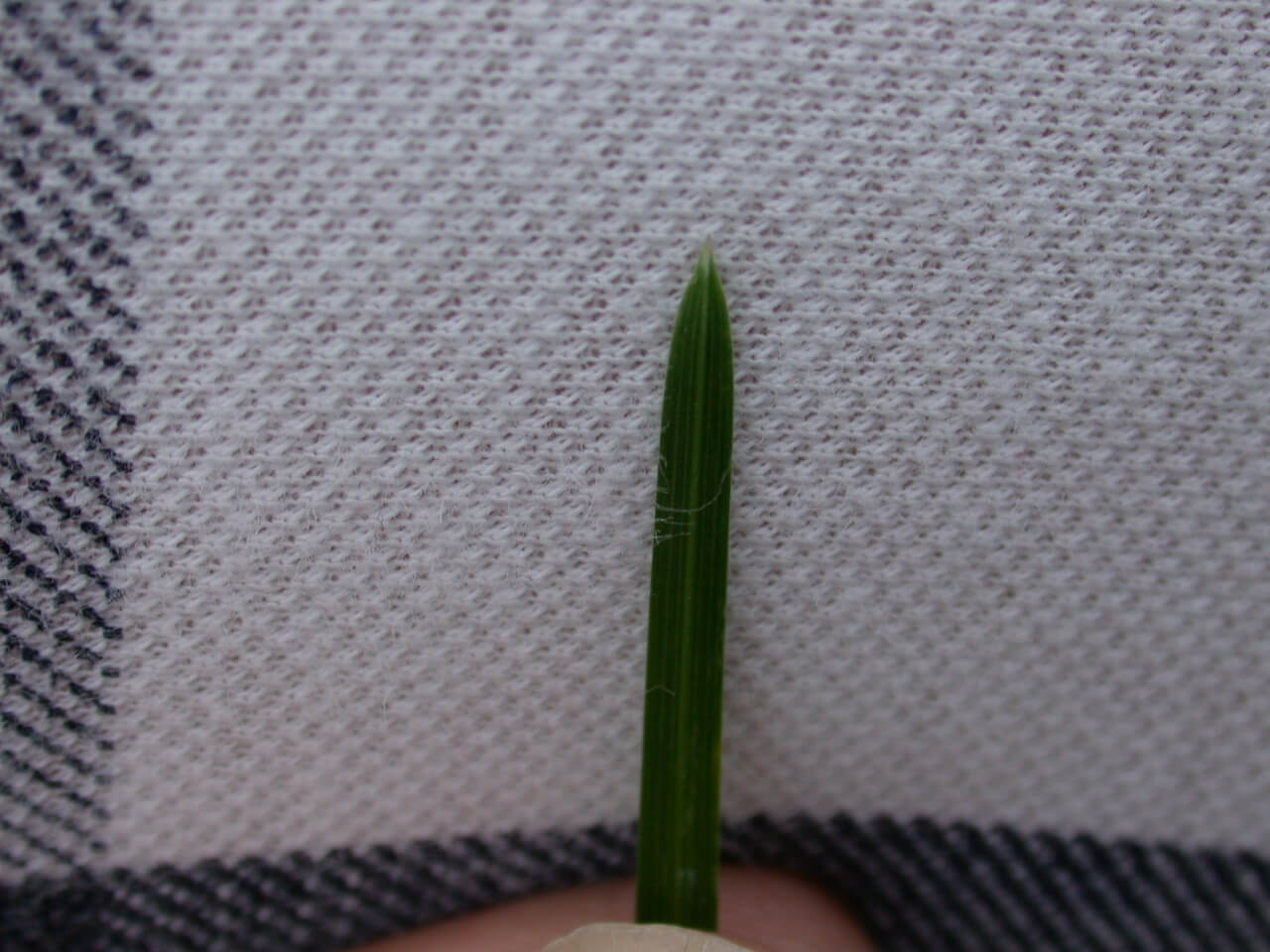 Kentucky Bluegrass Leaf Tip