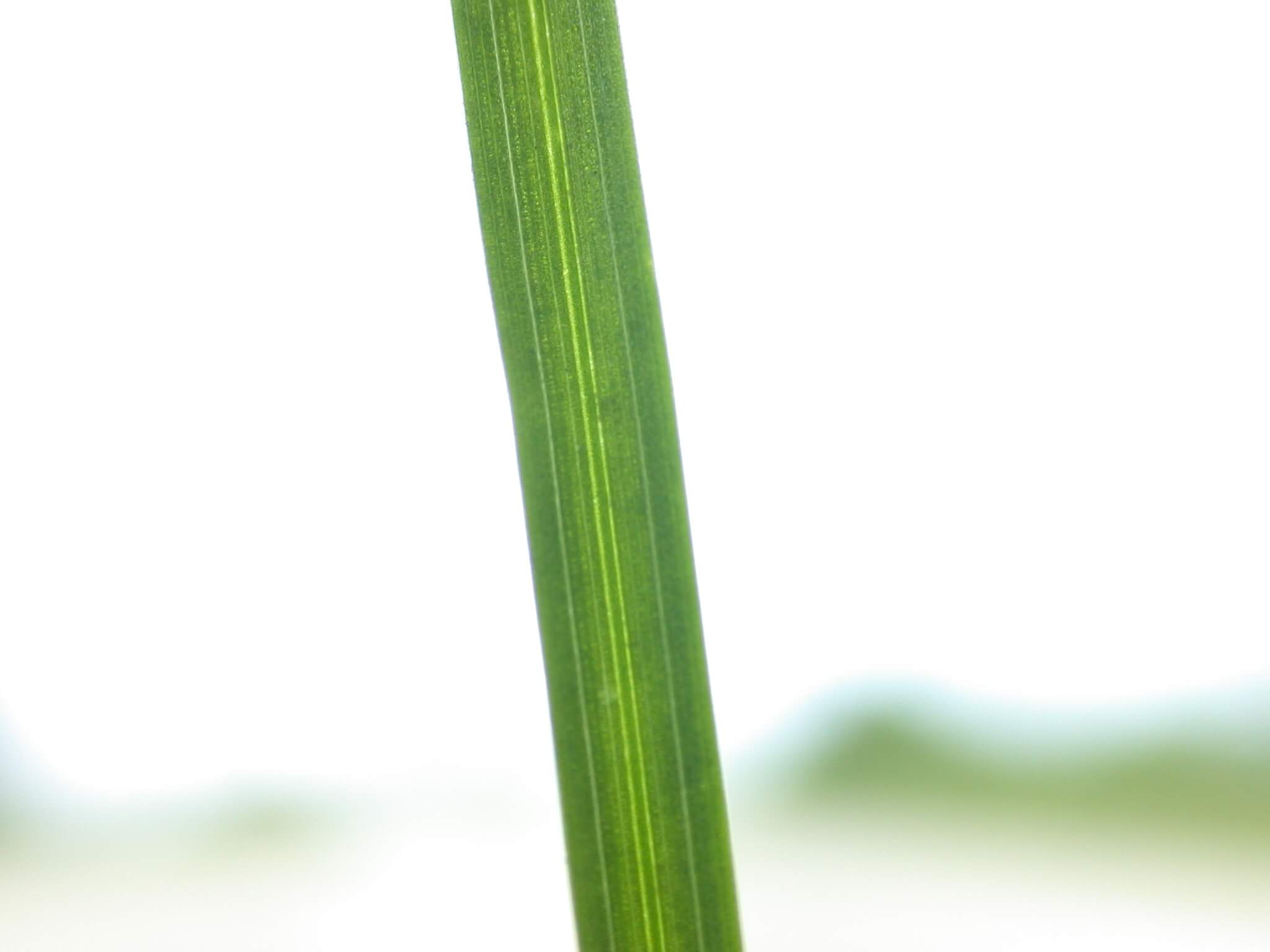 Kentucky bluegrass leave bulliform cells.