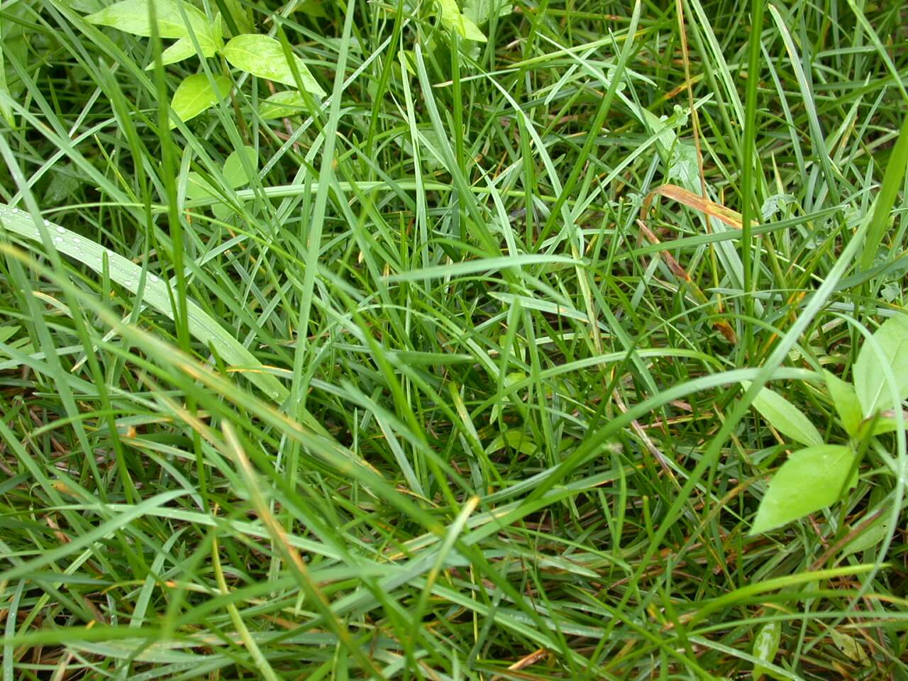 Kentucky Bluegrass Leaves