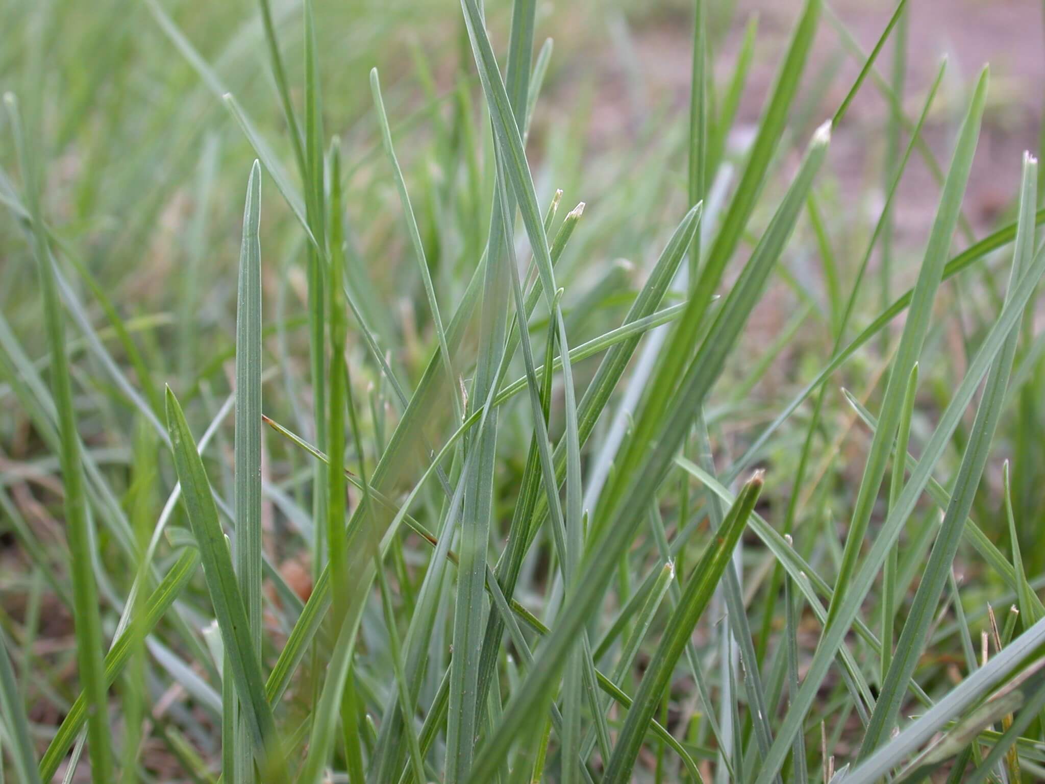 Kentucky Bluegrass Leaves