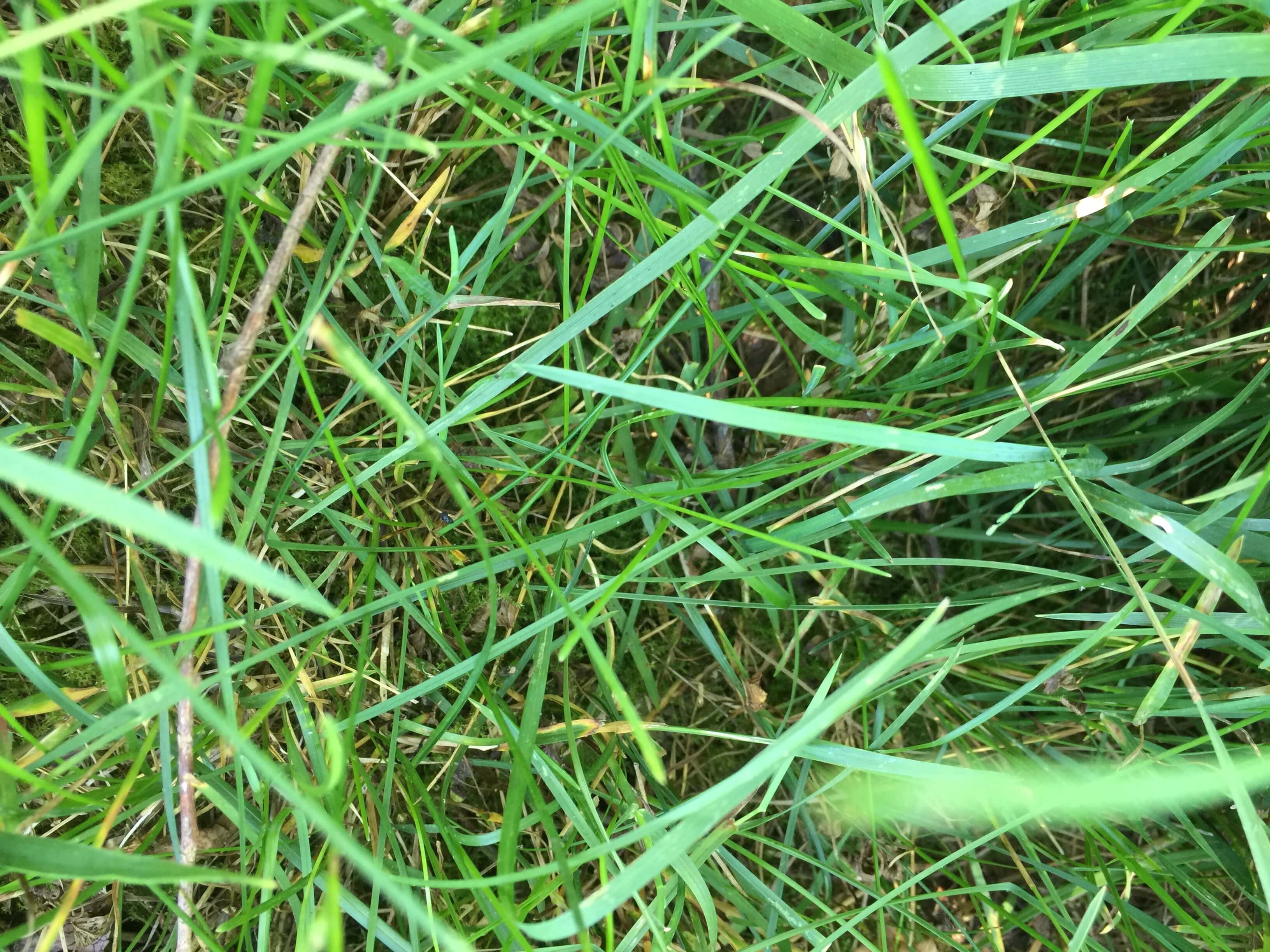 Kentucky Bluegrass Leaves