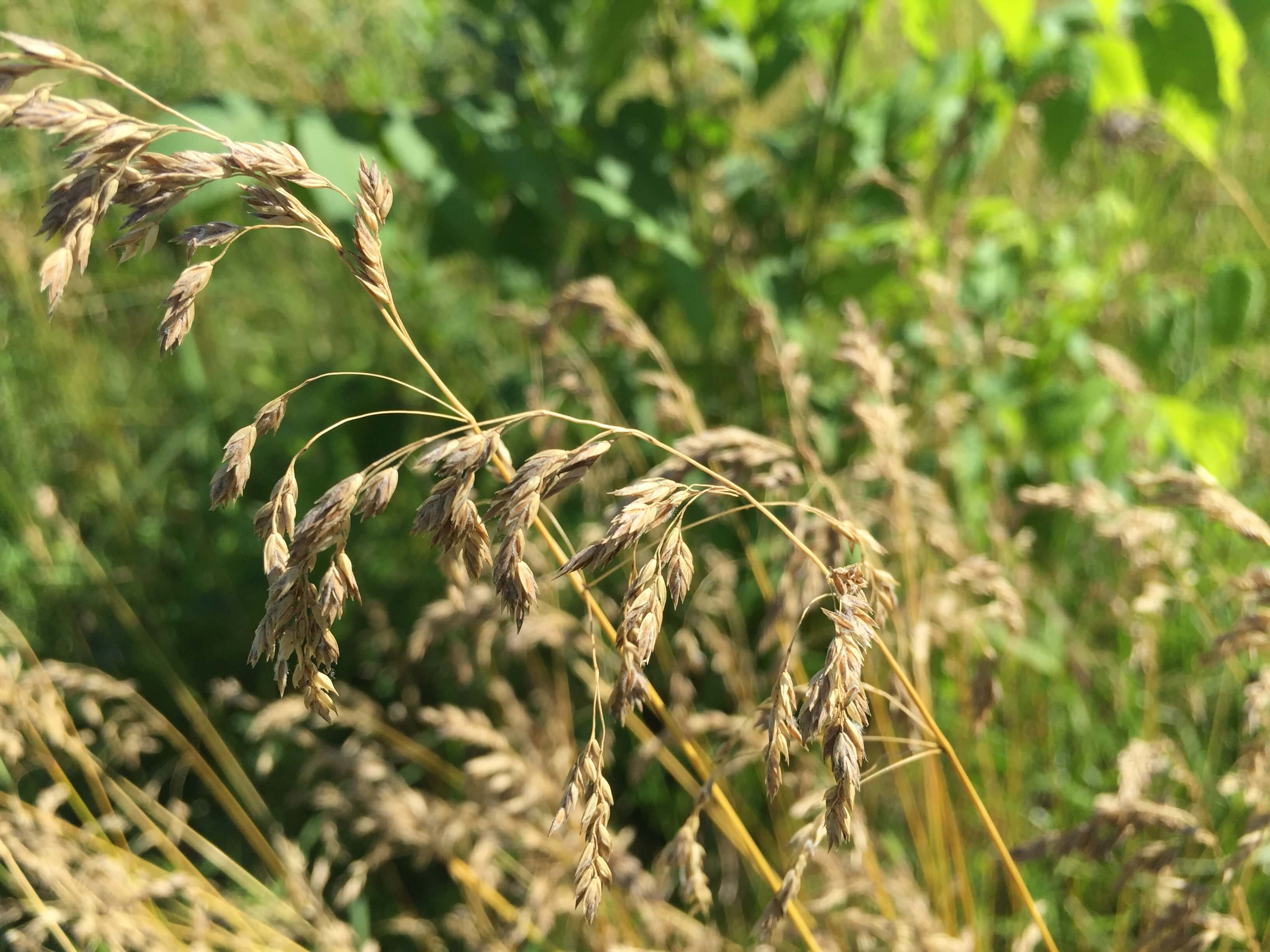 Kentucky Bluegrass Seedhead