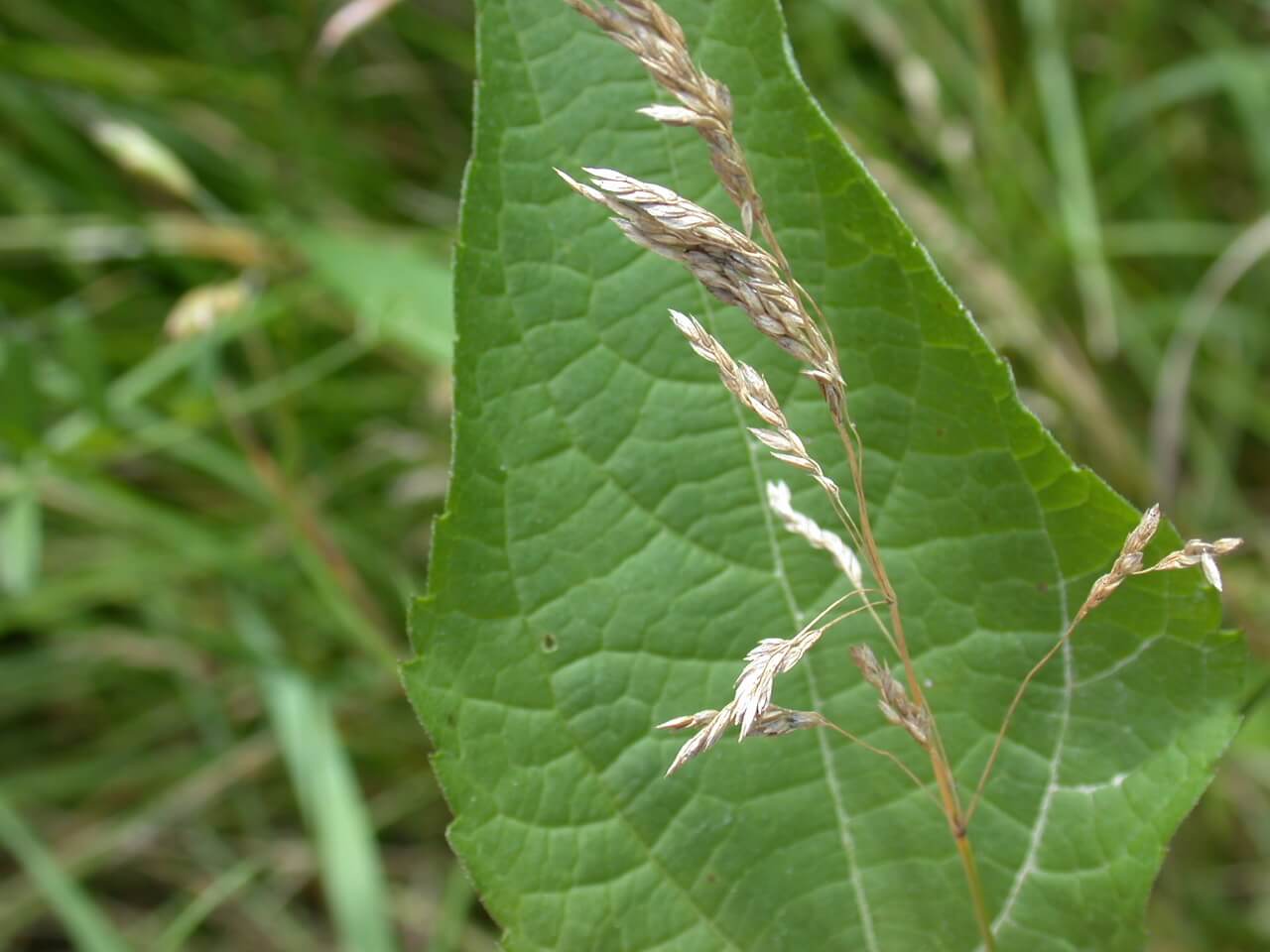 Kentucky Bluegrass Seedhead