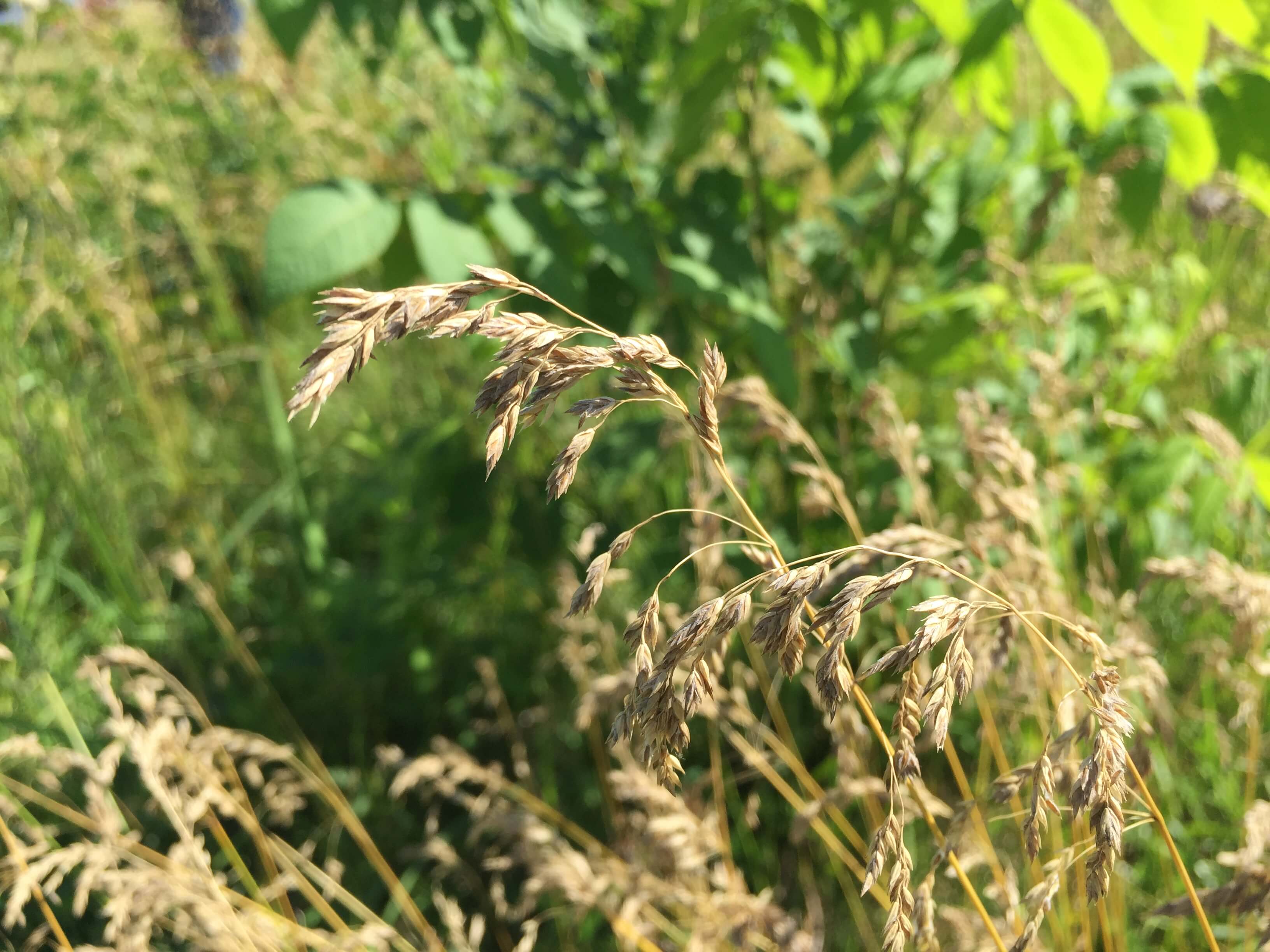 Kentucky Bluegrass Seedhead