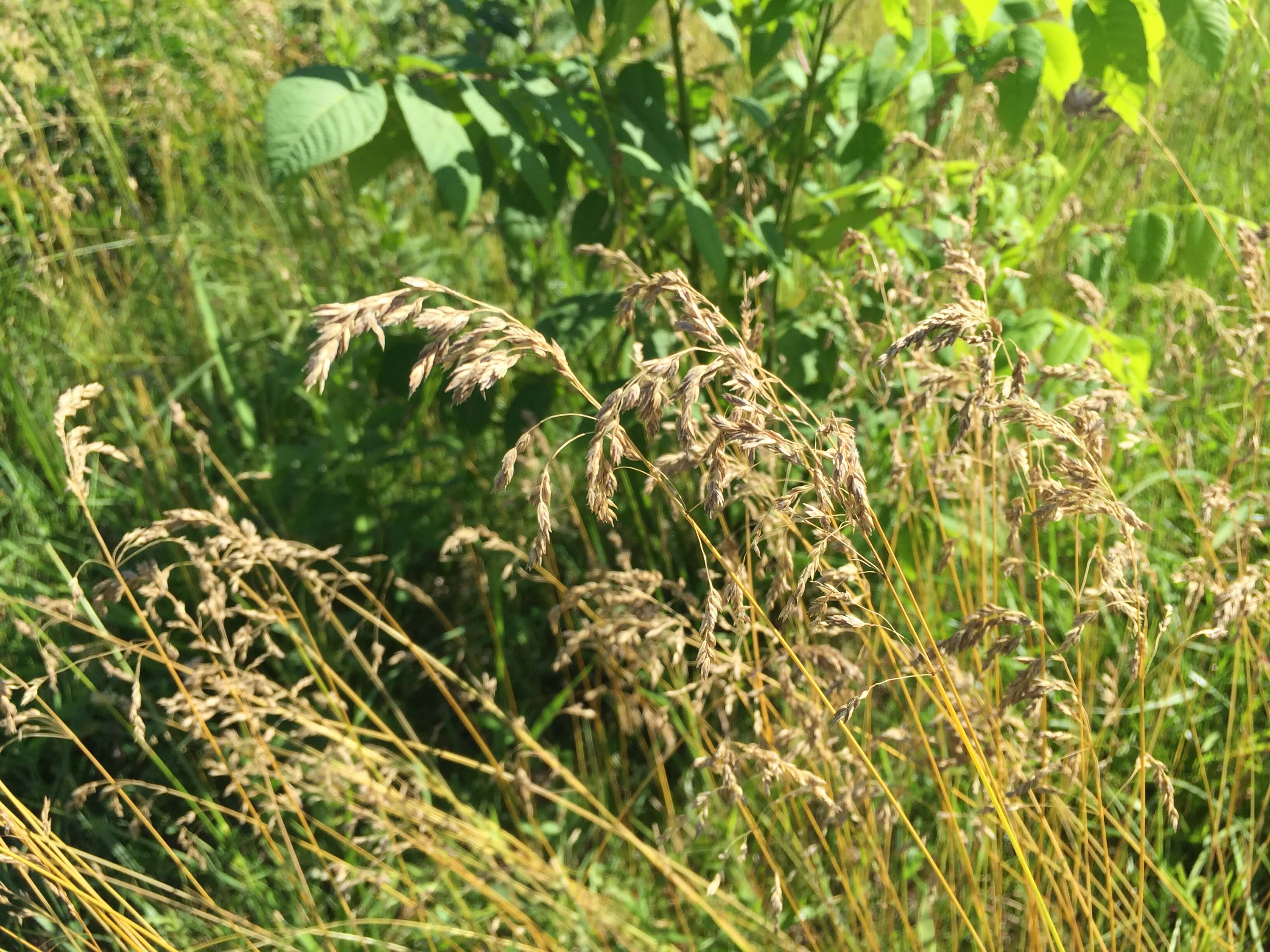 Kentucky Bluegrass Seedhead