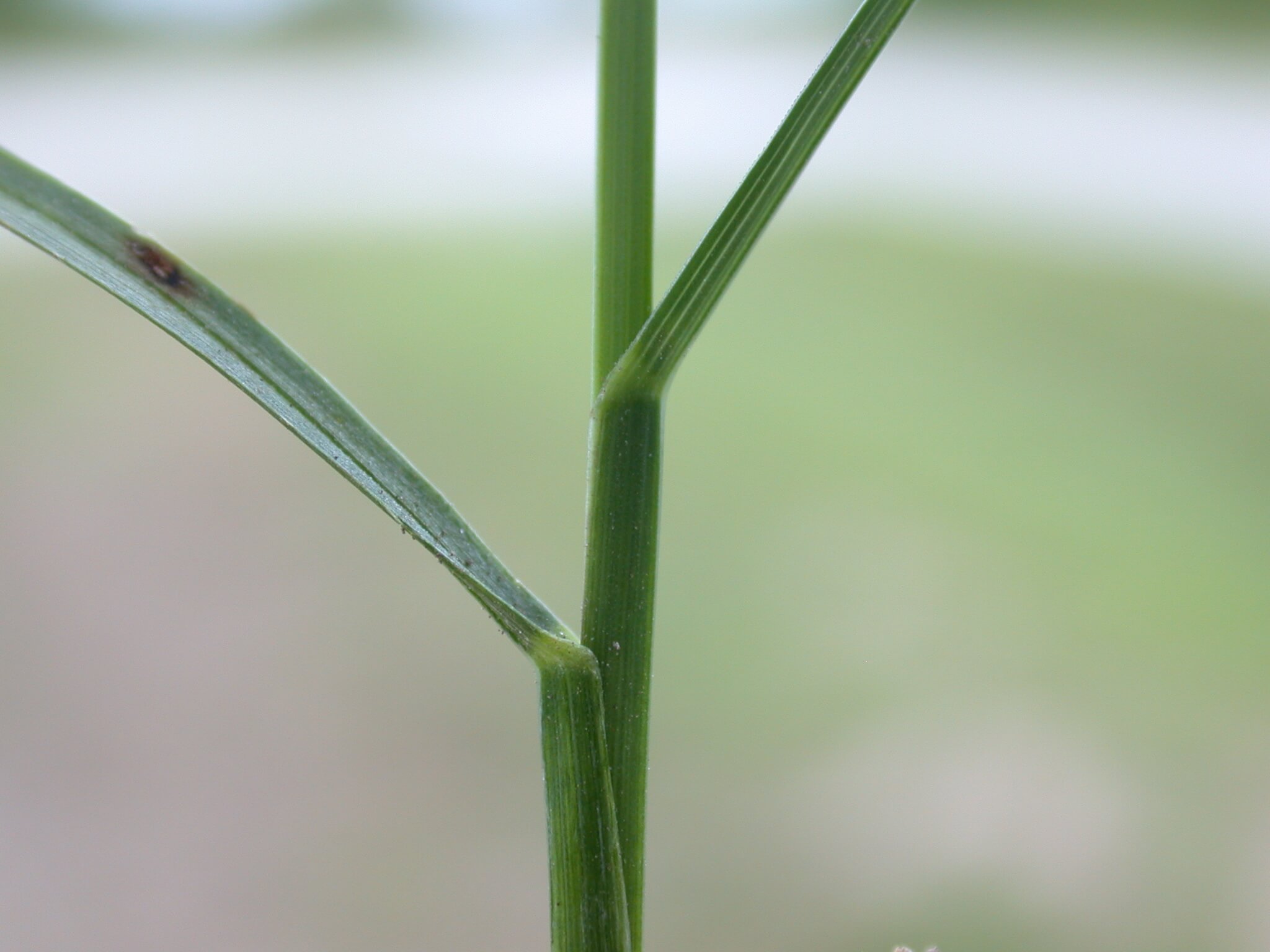 Kentucky Bluegrass Stem