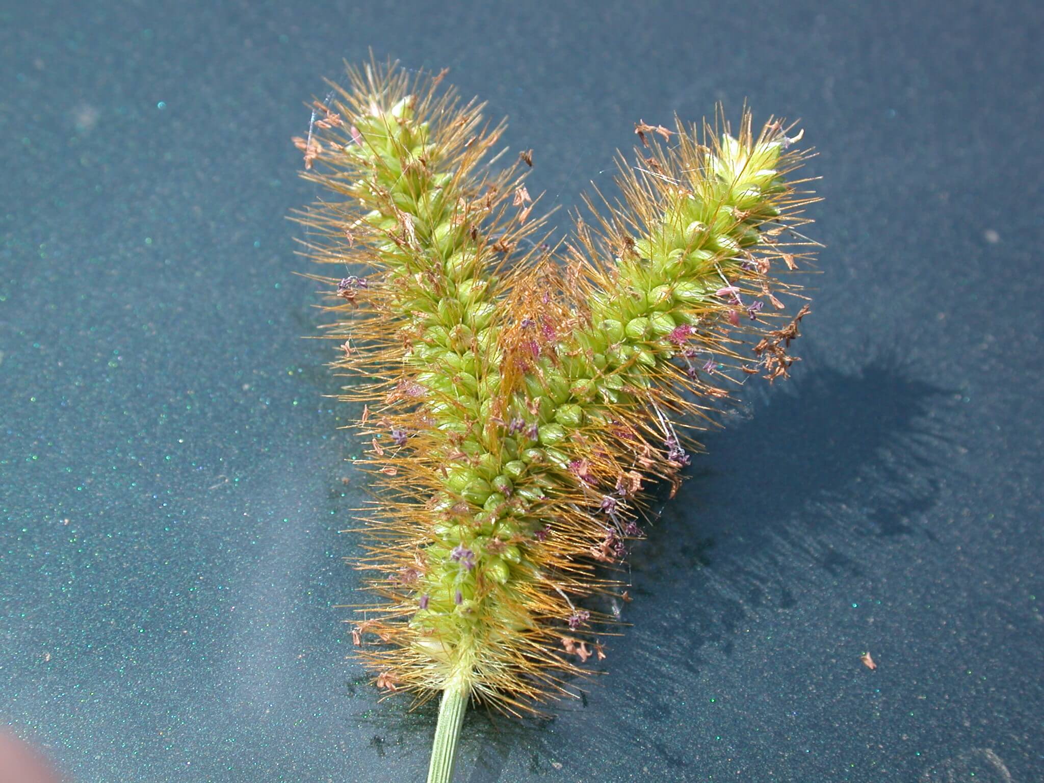 This mutation caused the seedhead to fork into two sections.