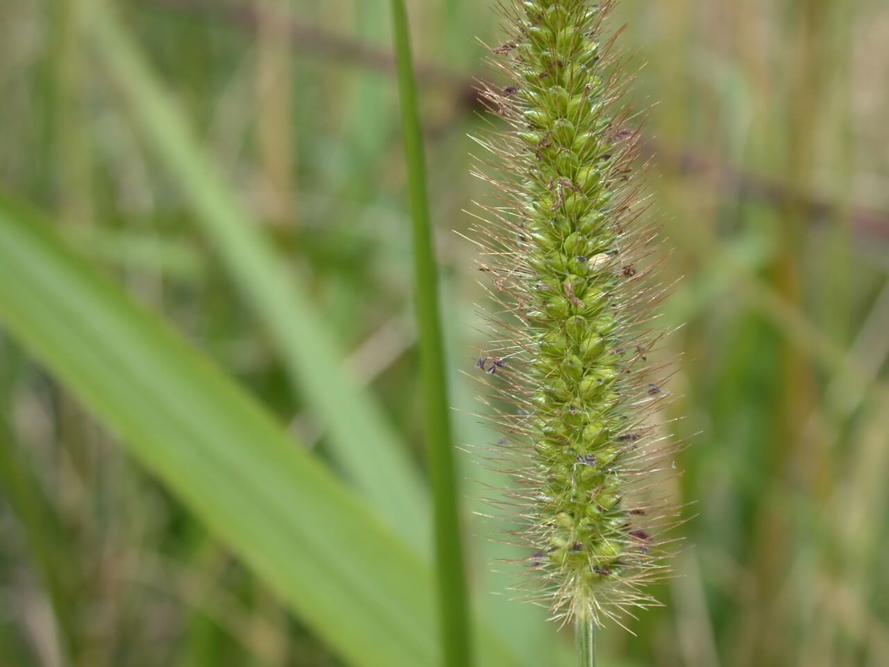 Knot Root Foxtail Head