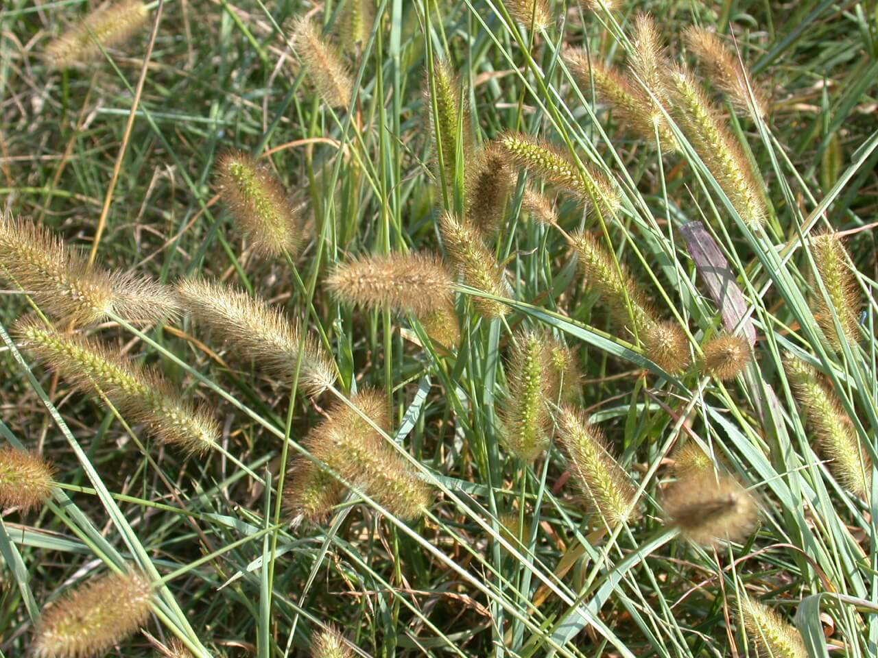 Knot root foxtail heads.