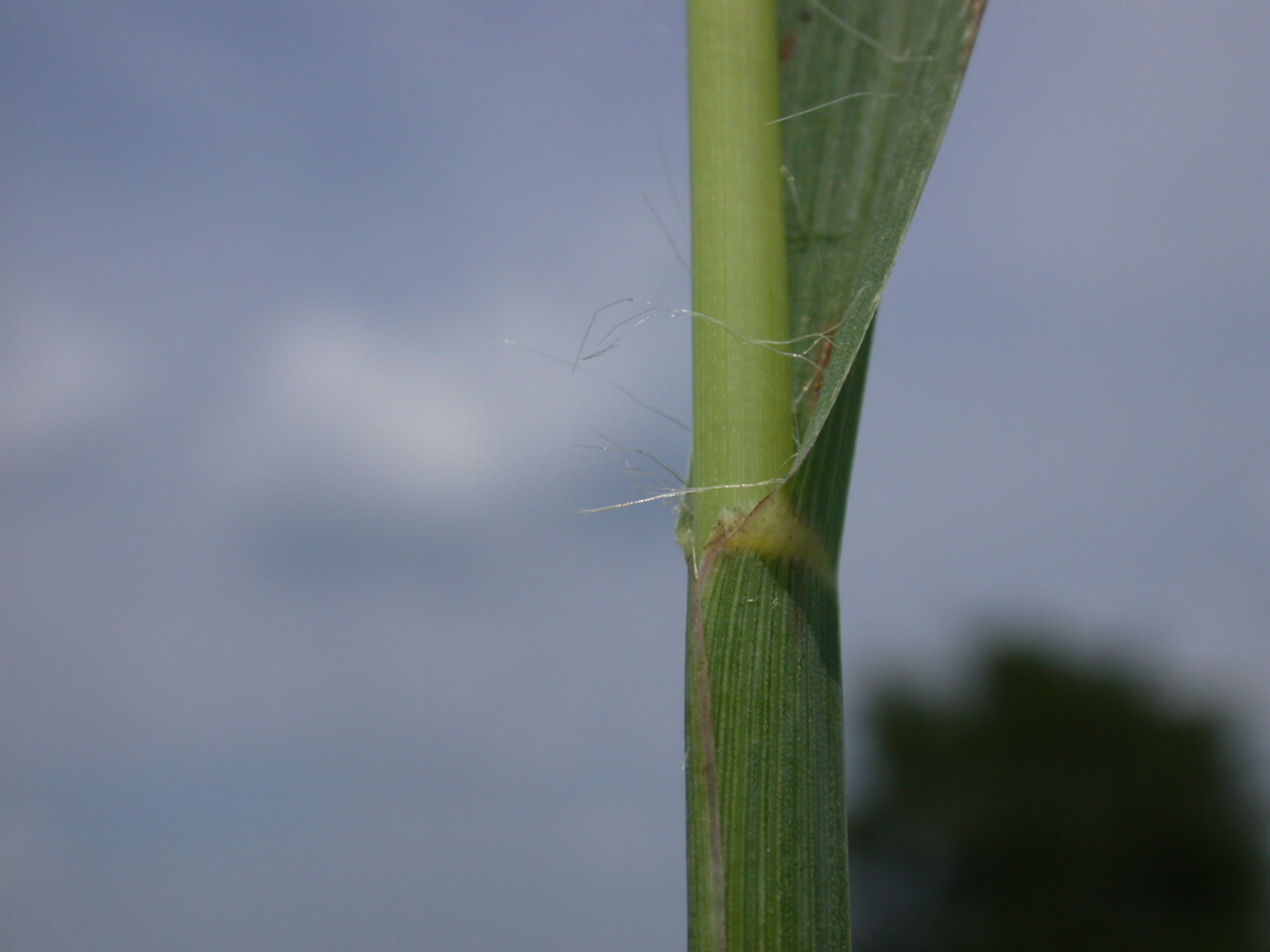 Knot Root Foxtail Leaf Hair