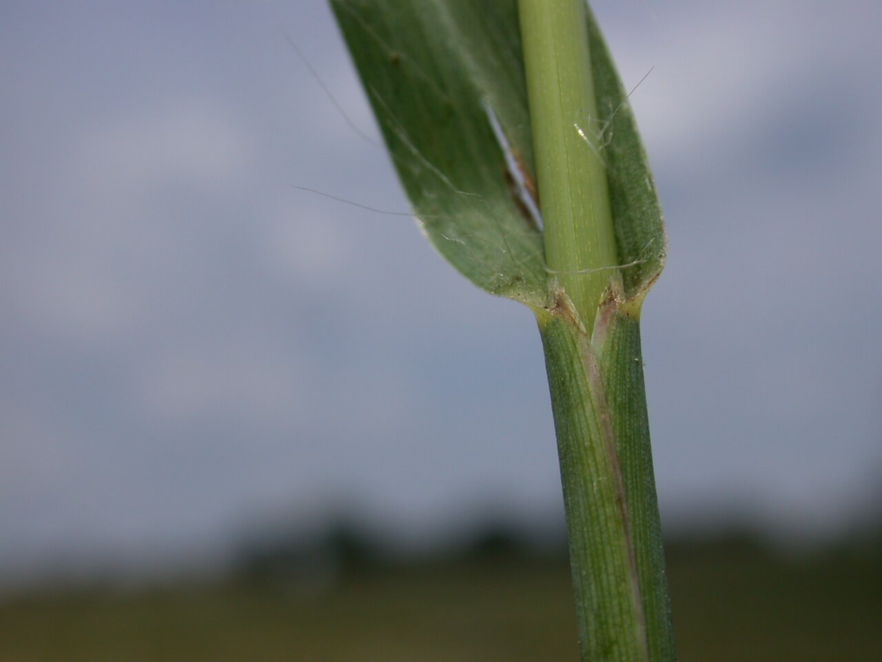 Knot Root Foxtail Leaf Sheath