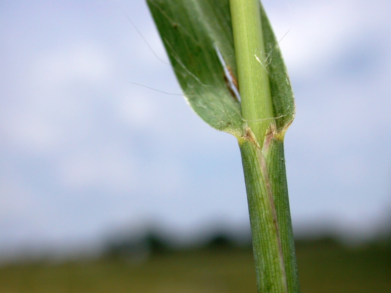 Knot Root Foxtail Overlapping Sheath