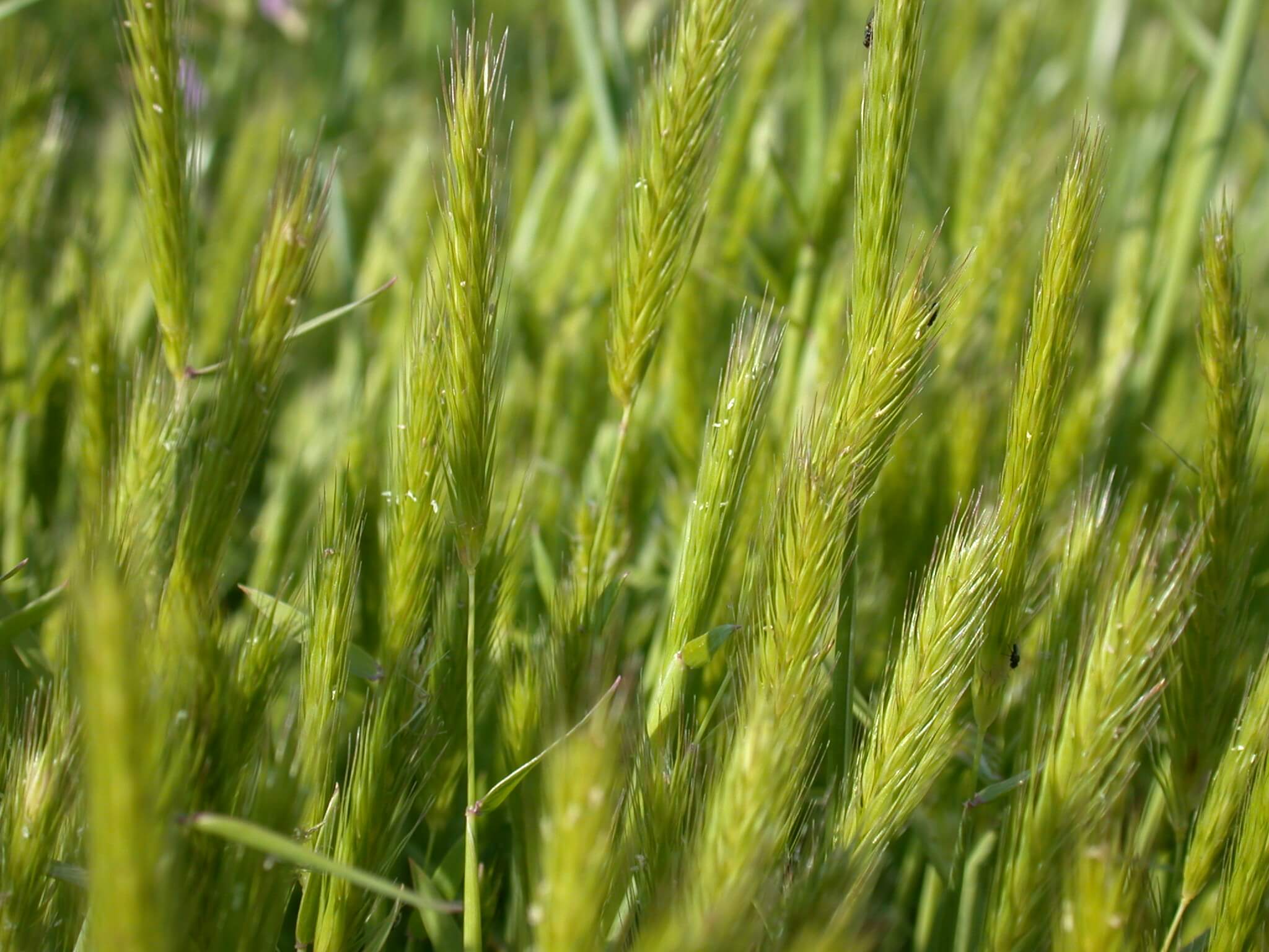 Little Barley Heads