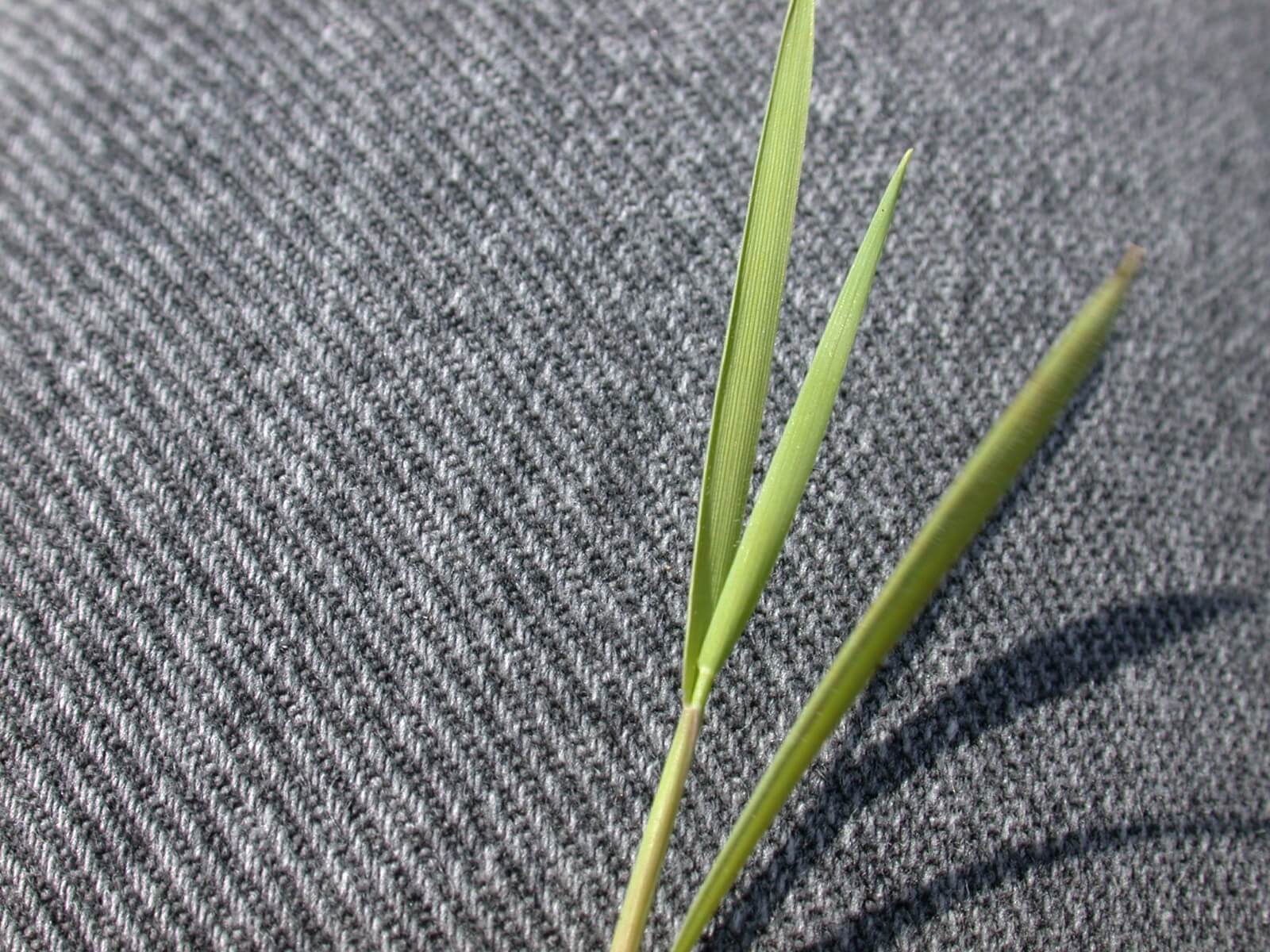 Little Barley Leaf