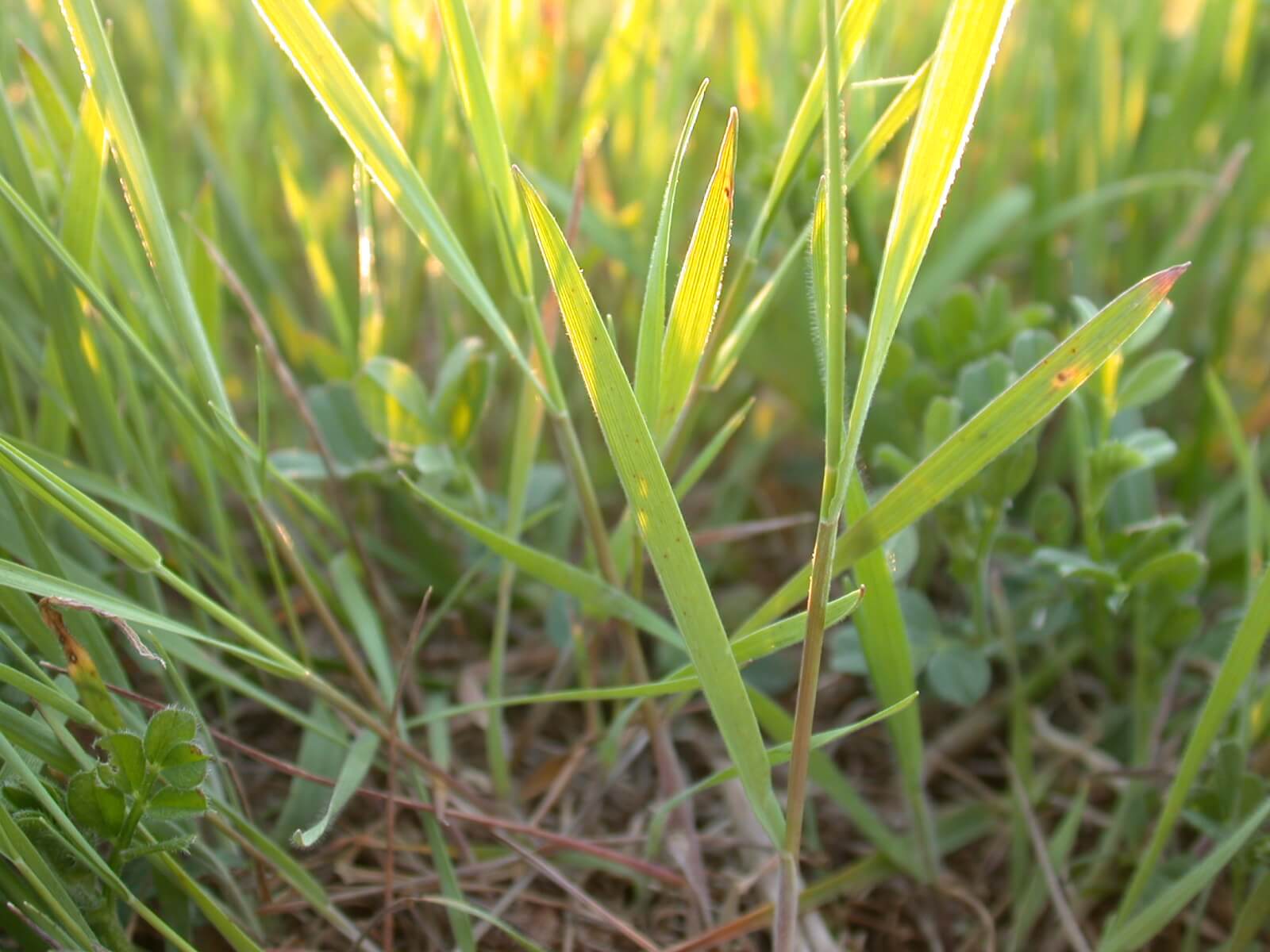 Little Barley Leaf