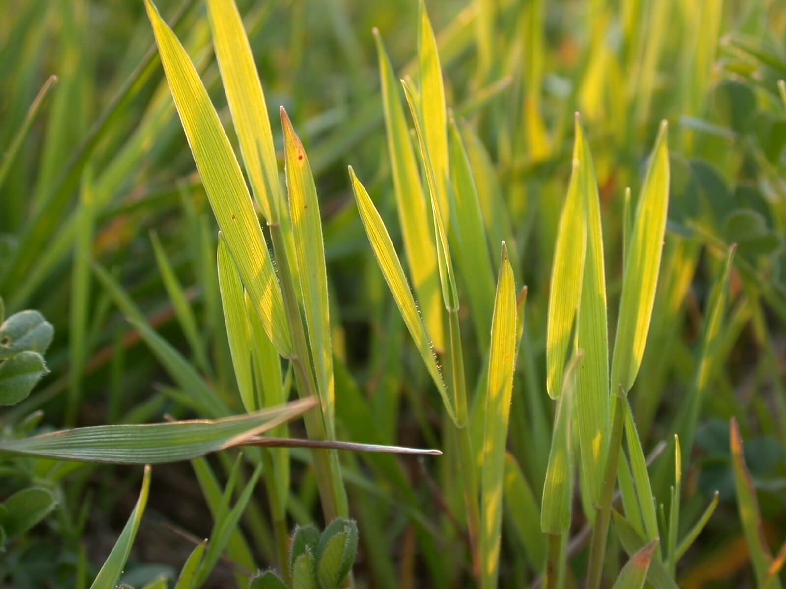 Little Barley Leaf