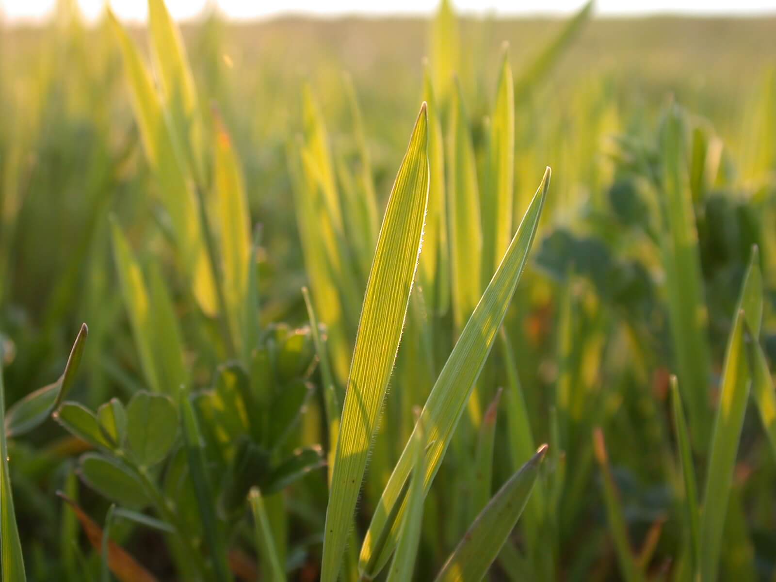 Little Barley Leaf Margin