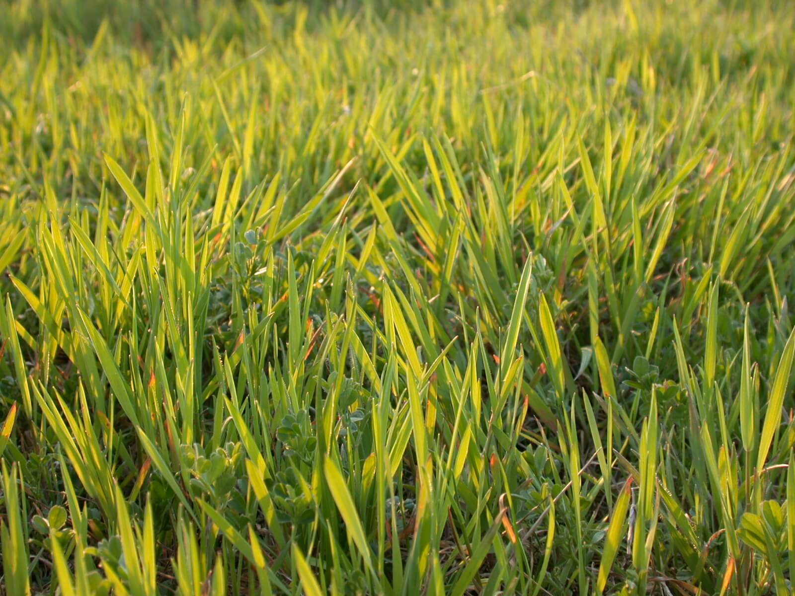 Little Barley Plants