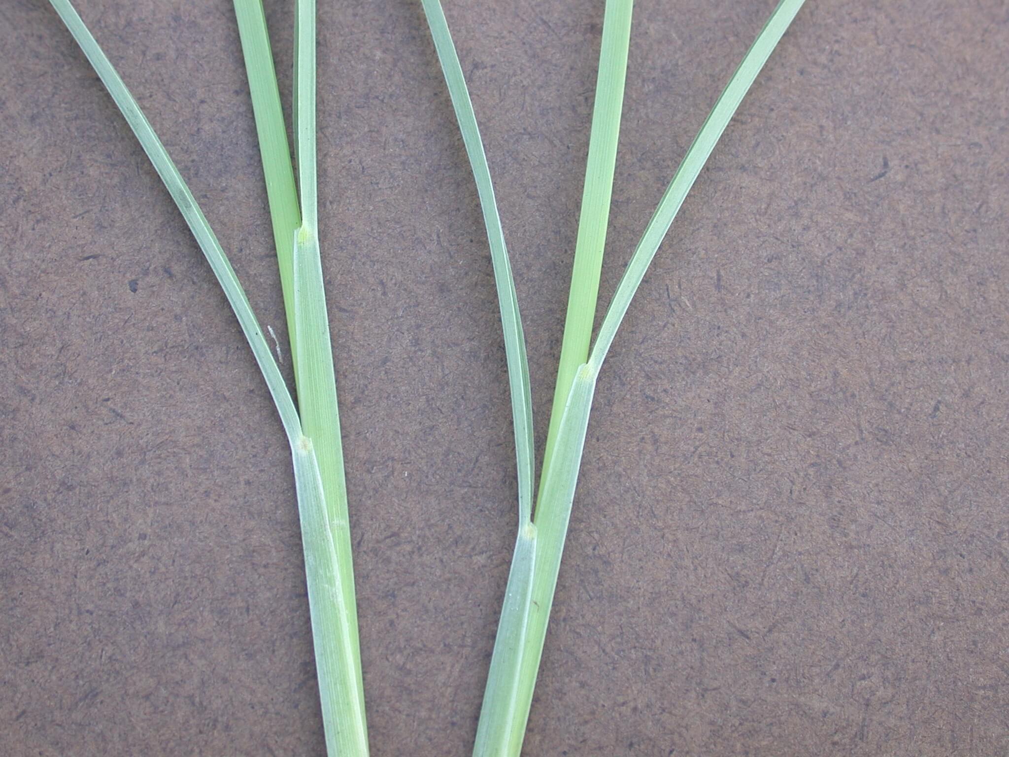 Little Bluestem Leaf Base
