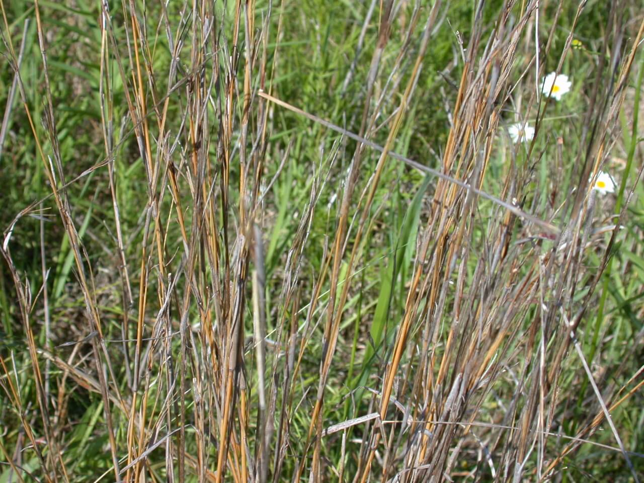 Little Bluestem Mature Stems