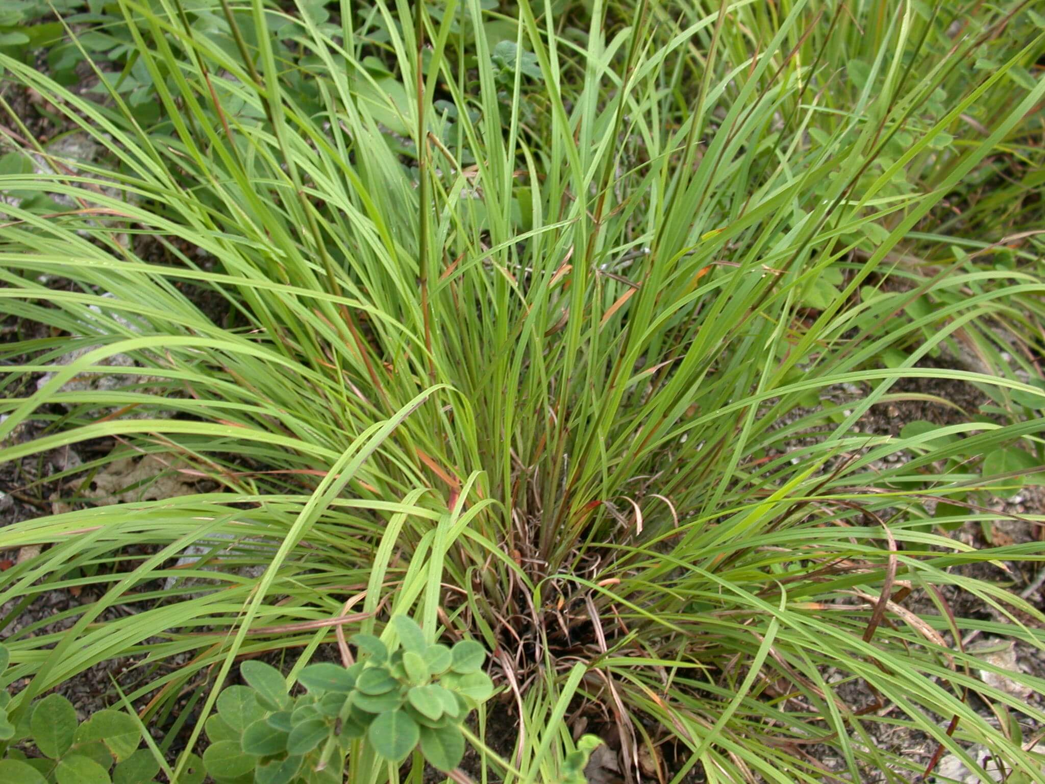 Little Bluestem Plant