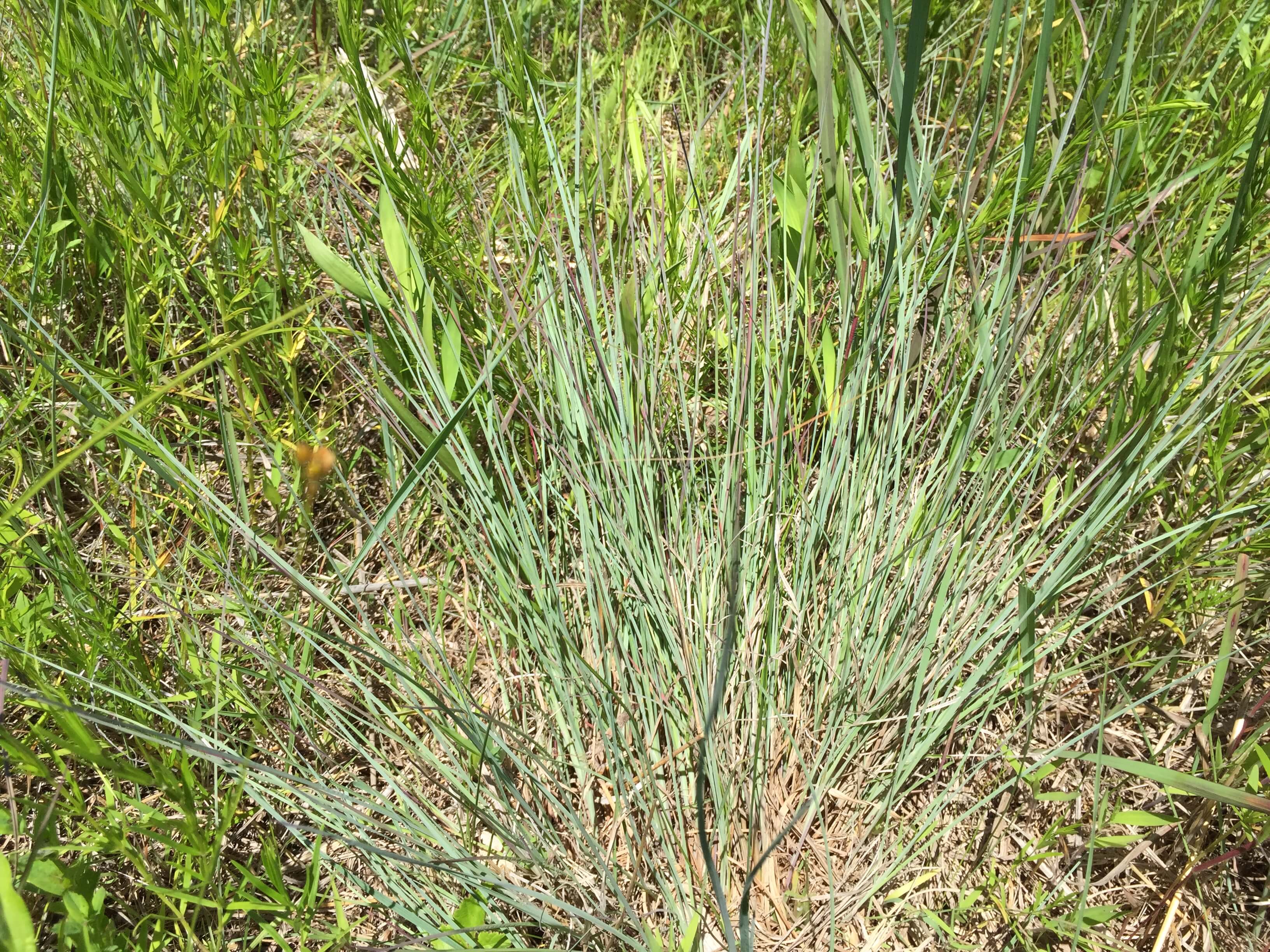 Little Bluestem Plants