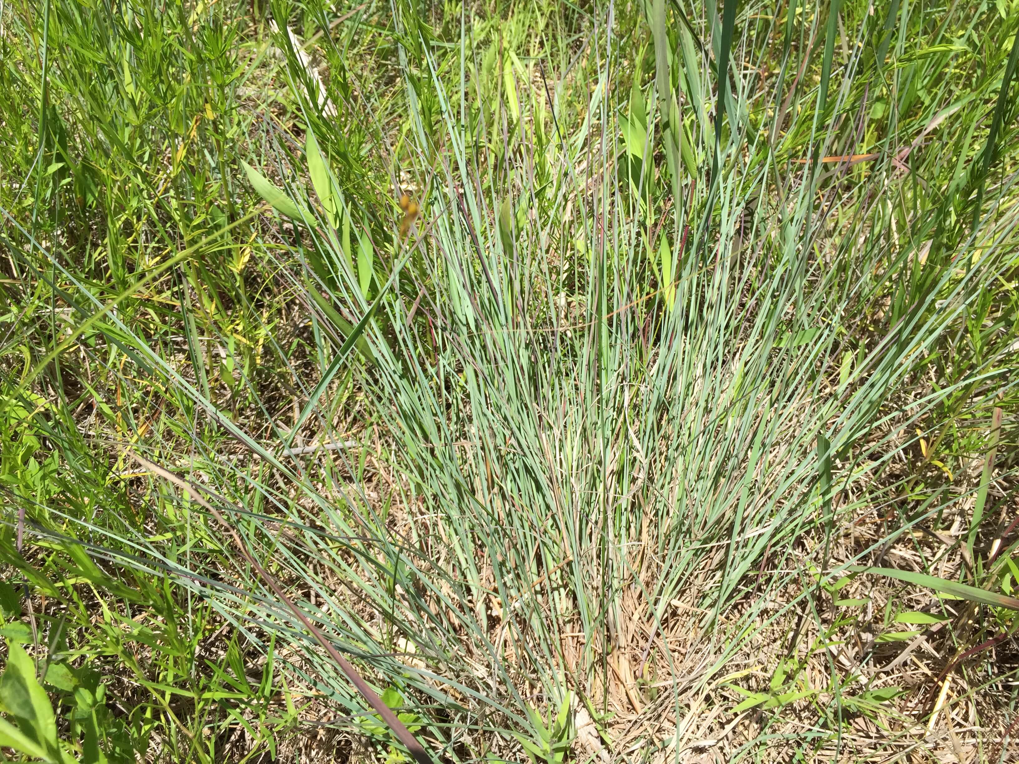 Little Bluestem Plant