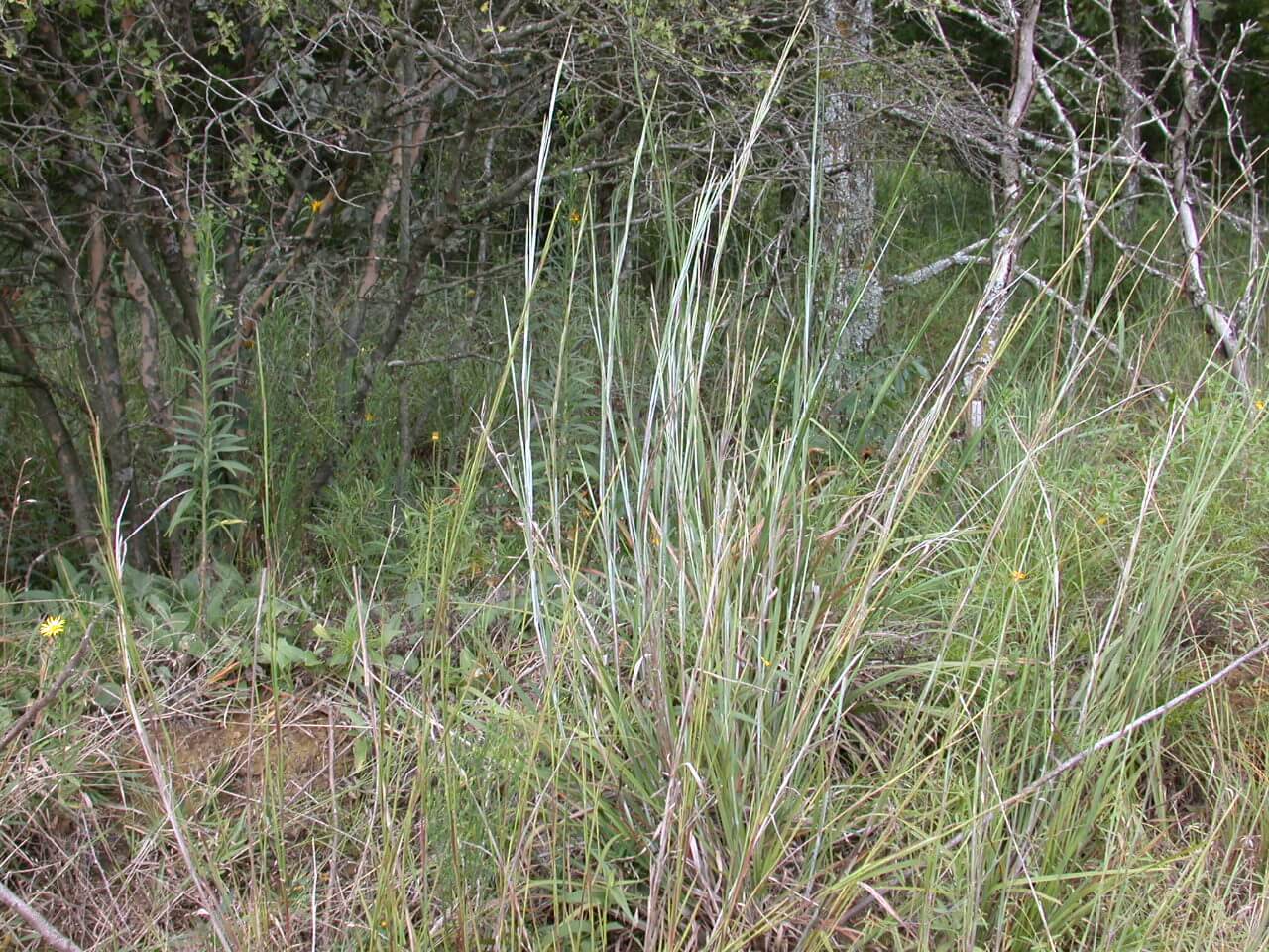 Little Bluestem Plant