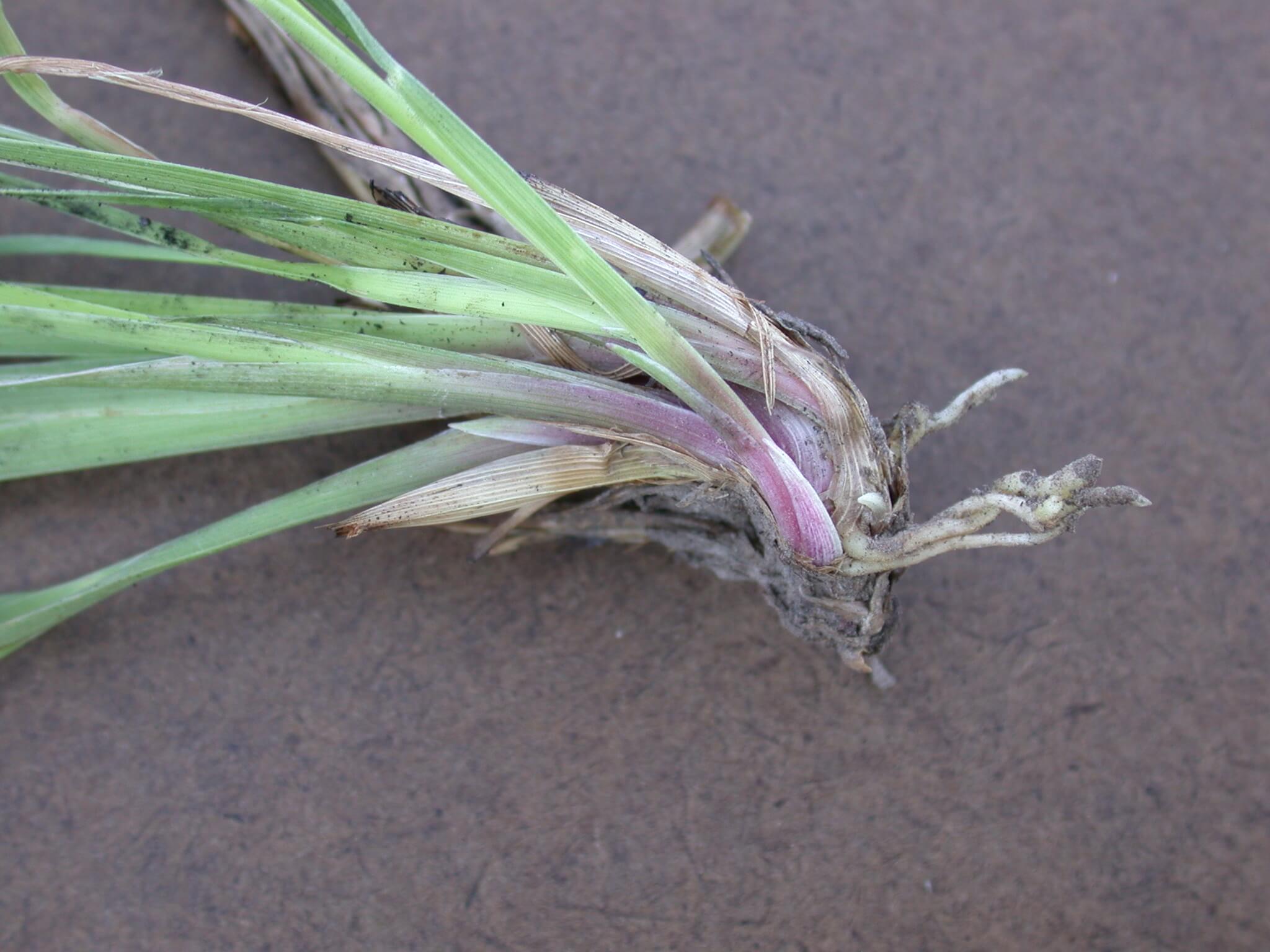 Little Bluestem Stem Base