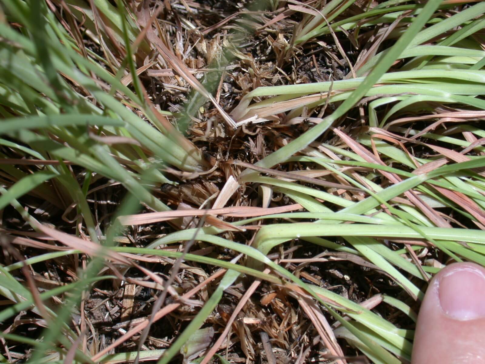 Little Bluestem Stem Bases