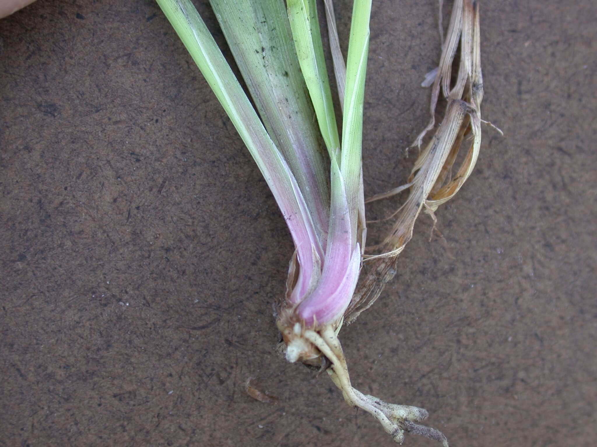 Little Bluestem Stem Base