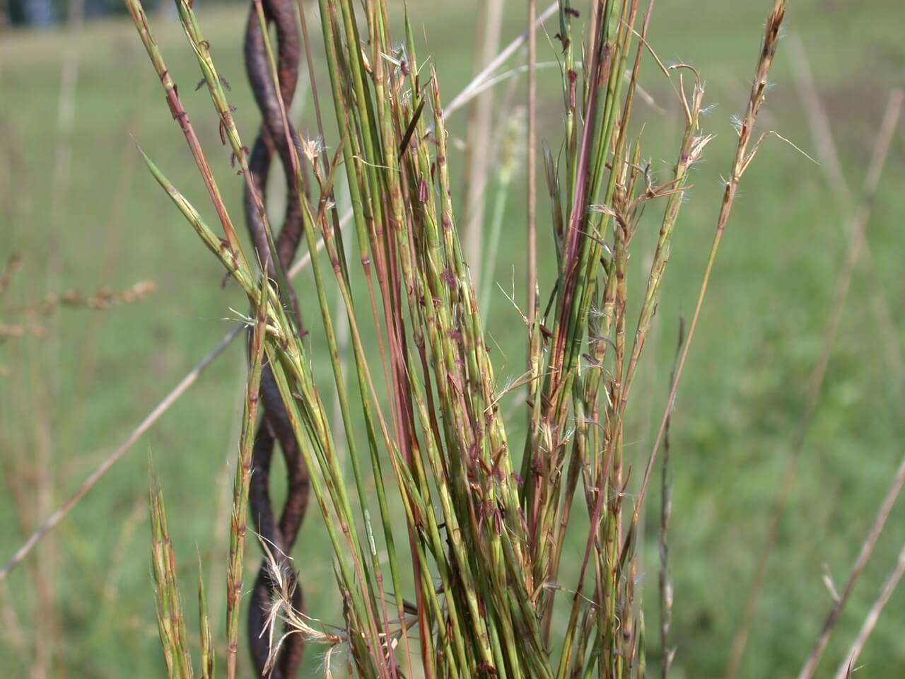 Little Bluestem Stems