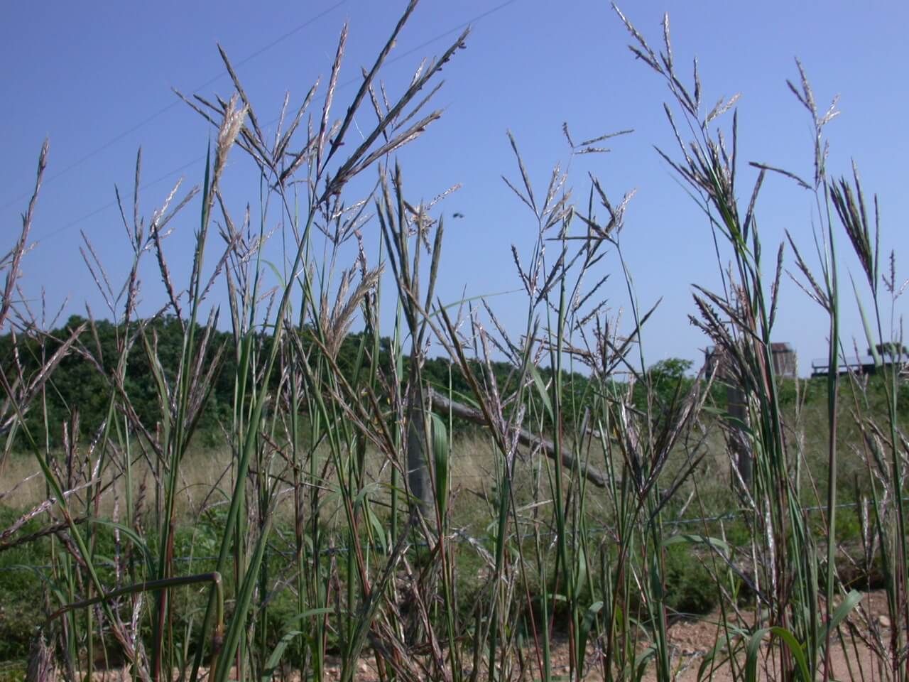 Caucasian Bluestem