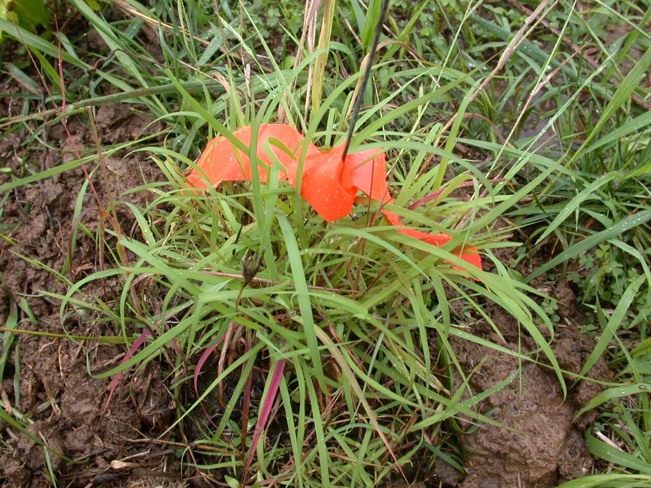 Caucasian Bluestem Clump