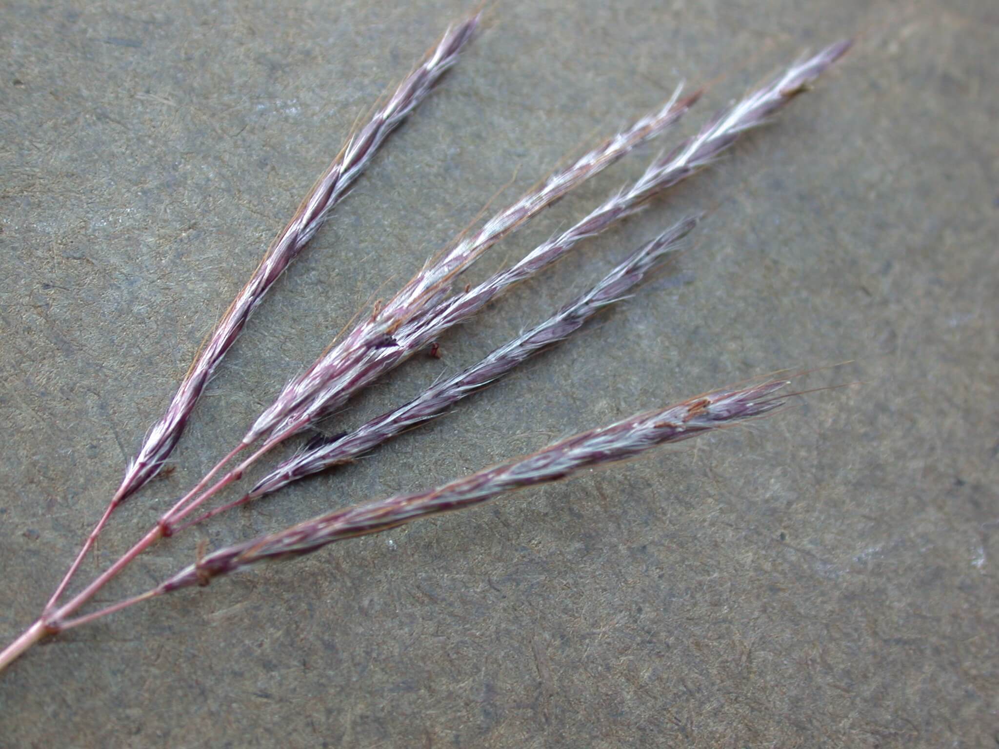 The bluestem seedhead branches off into multiple long, thin purple seedheads.