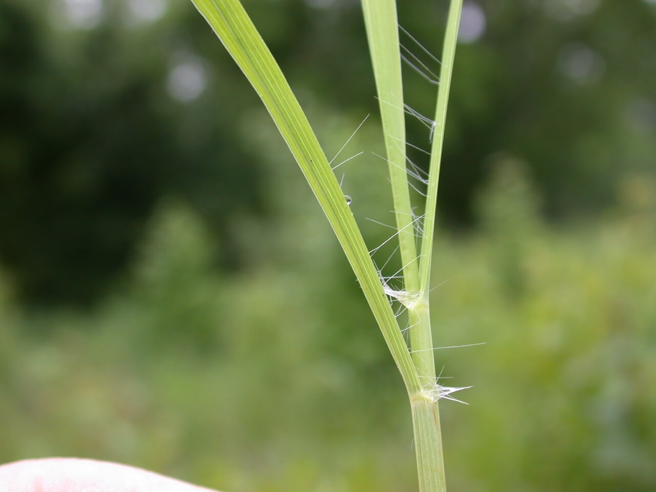 Caucasian Bluestem Leaf Hairs