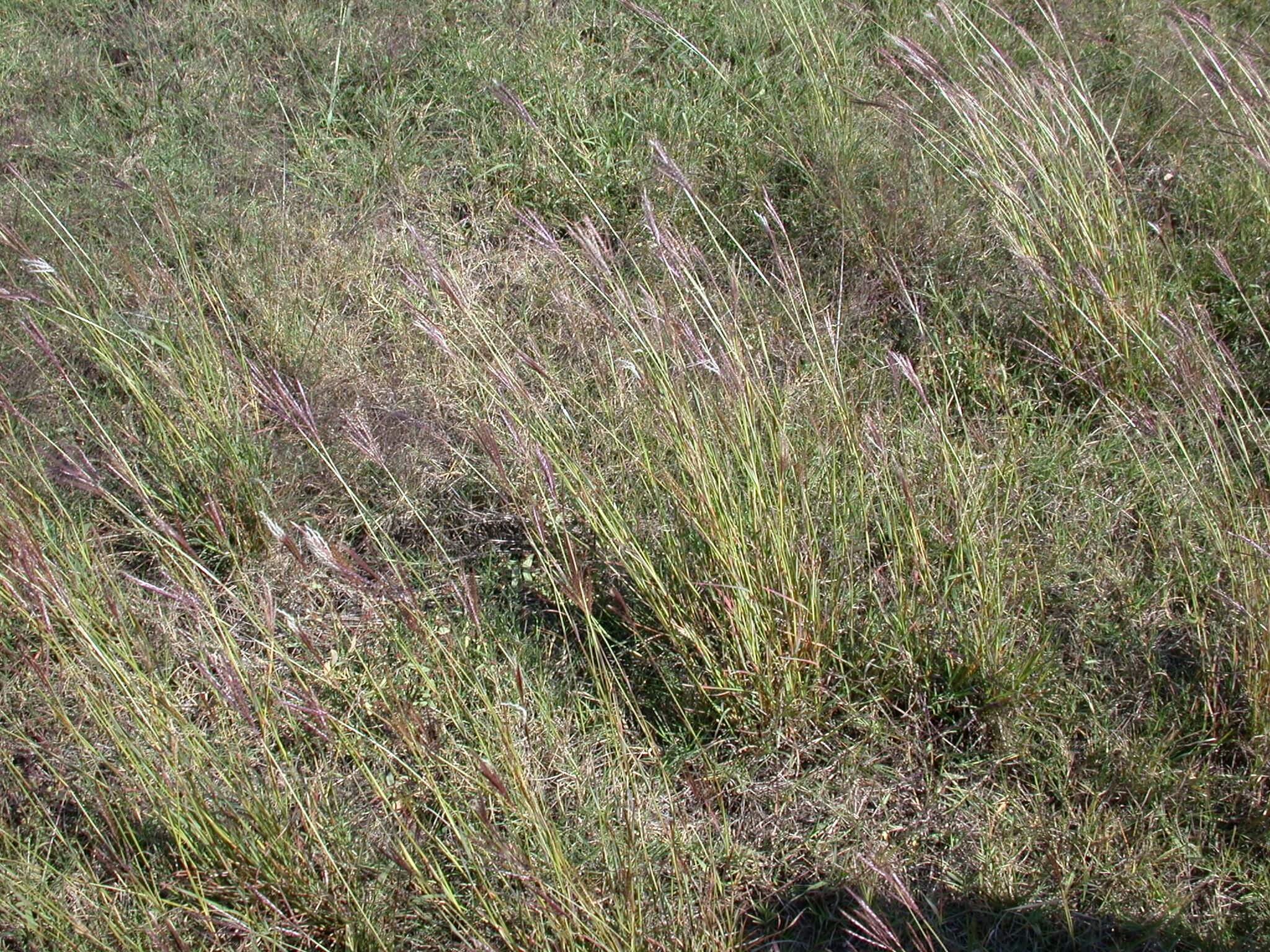 Caucasian Bluestem Plants