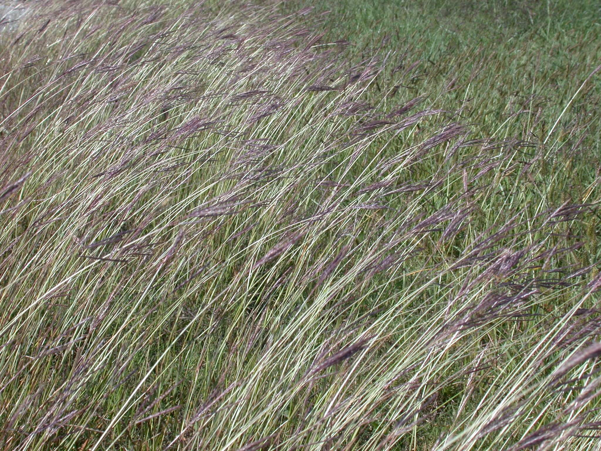 Caucasian Bluestem Plants