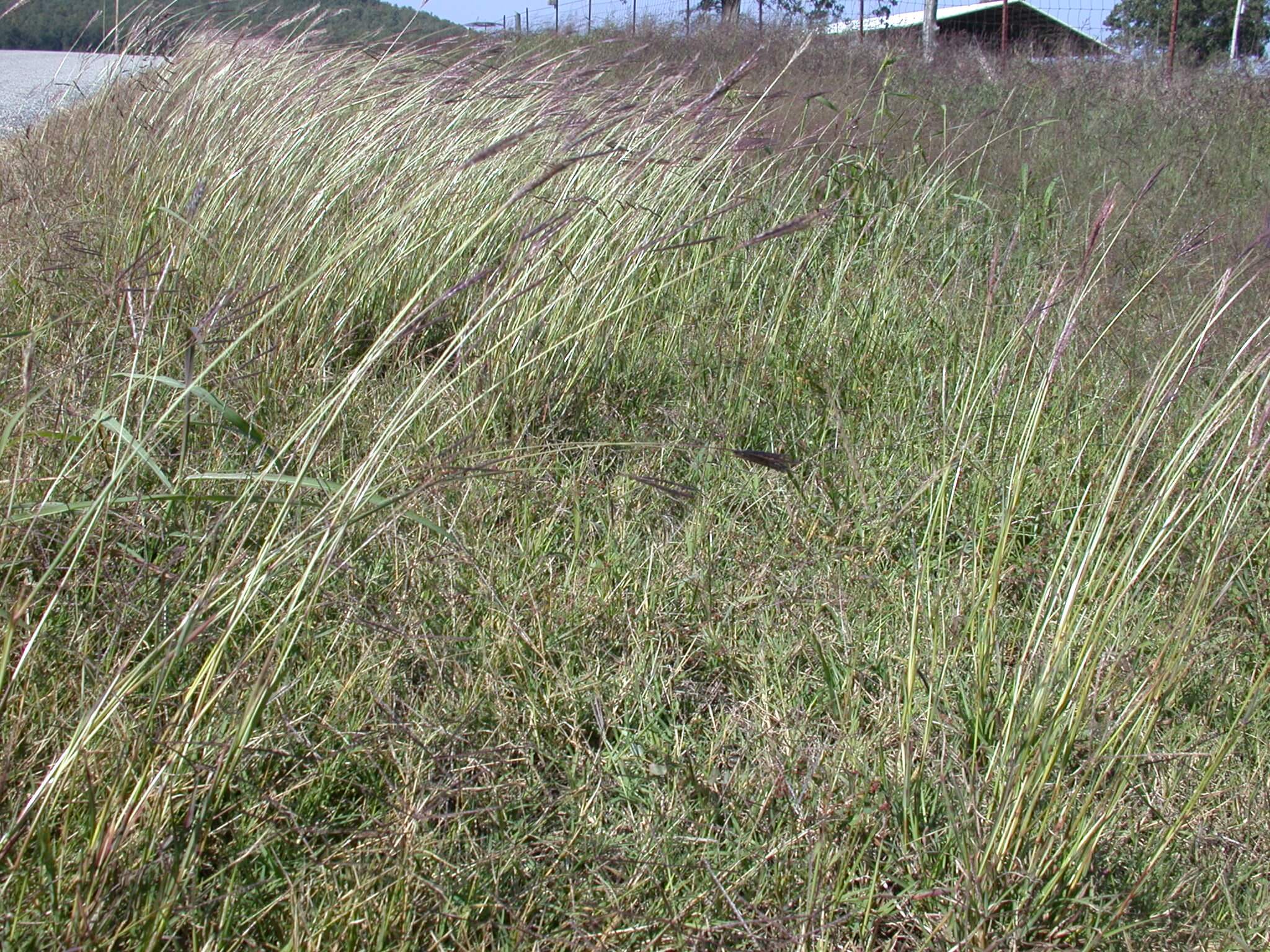 Caucasian Bluestem Plants